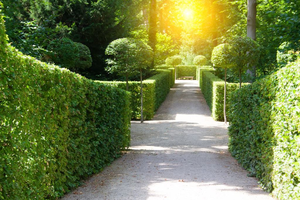 30 AMERICAN BOXWOOD Common Buxus Sempervirens European Box Shrub Seeds
