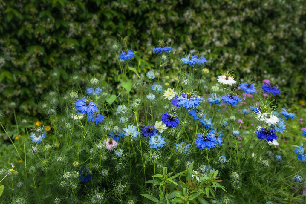400 Blue & White LOVE IN A MIST Nigella Damascena Fennel Flower Seeds