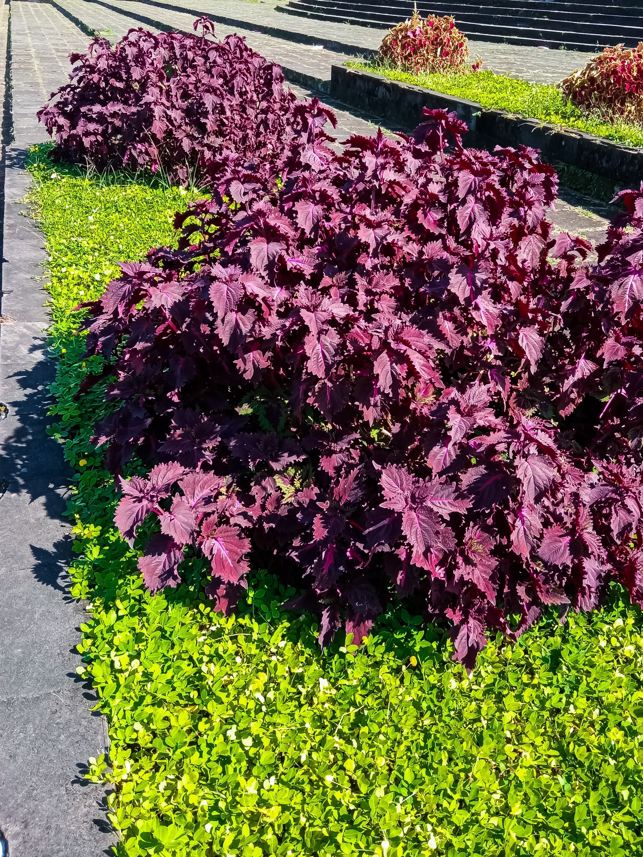 300 PURPLE SHISO aka PERILLA Frutescens Ornamental Herb Seeds Green & Purple