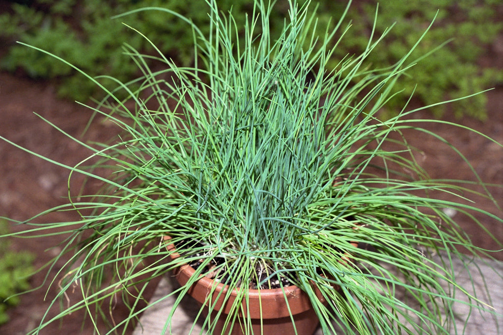 500 CHIVE Allium Schoenoprasum Purple Flowering Vegetable Herb Seeds