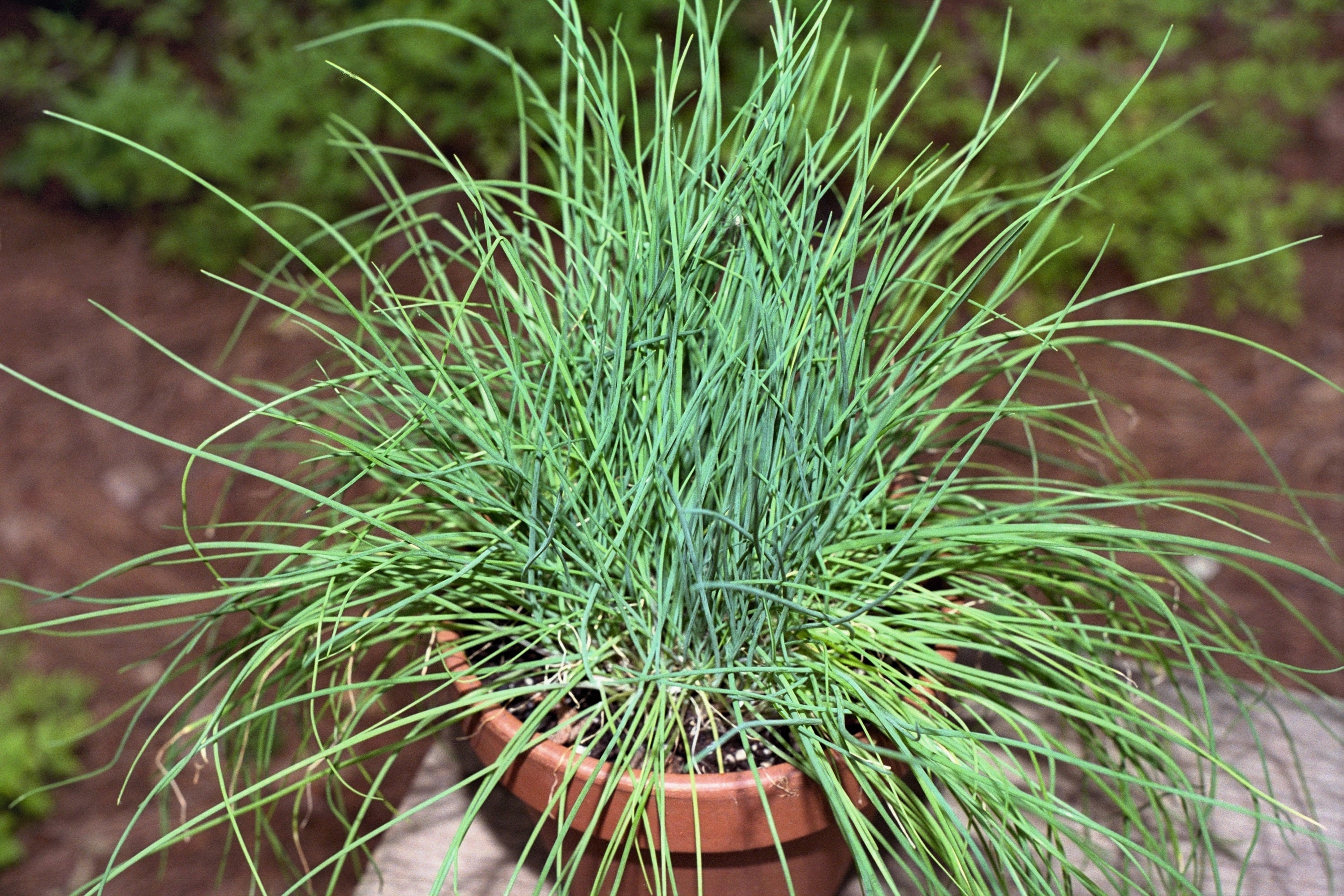 500 CHIVE Allium Schoenoprasum Purple Flowering Vegetable Herb Seeds
