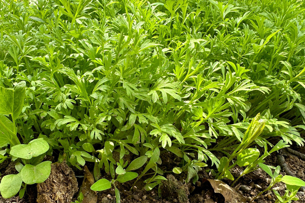 1500 WRINKLED CRINKLED CRESS Garden Lepidium Sativum Greens Vegetable Seeds