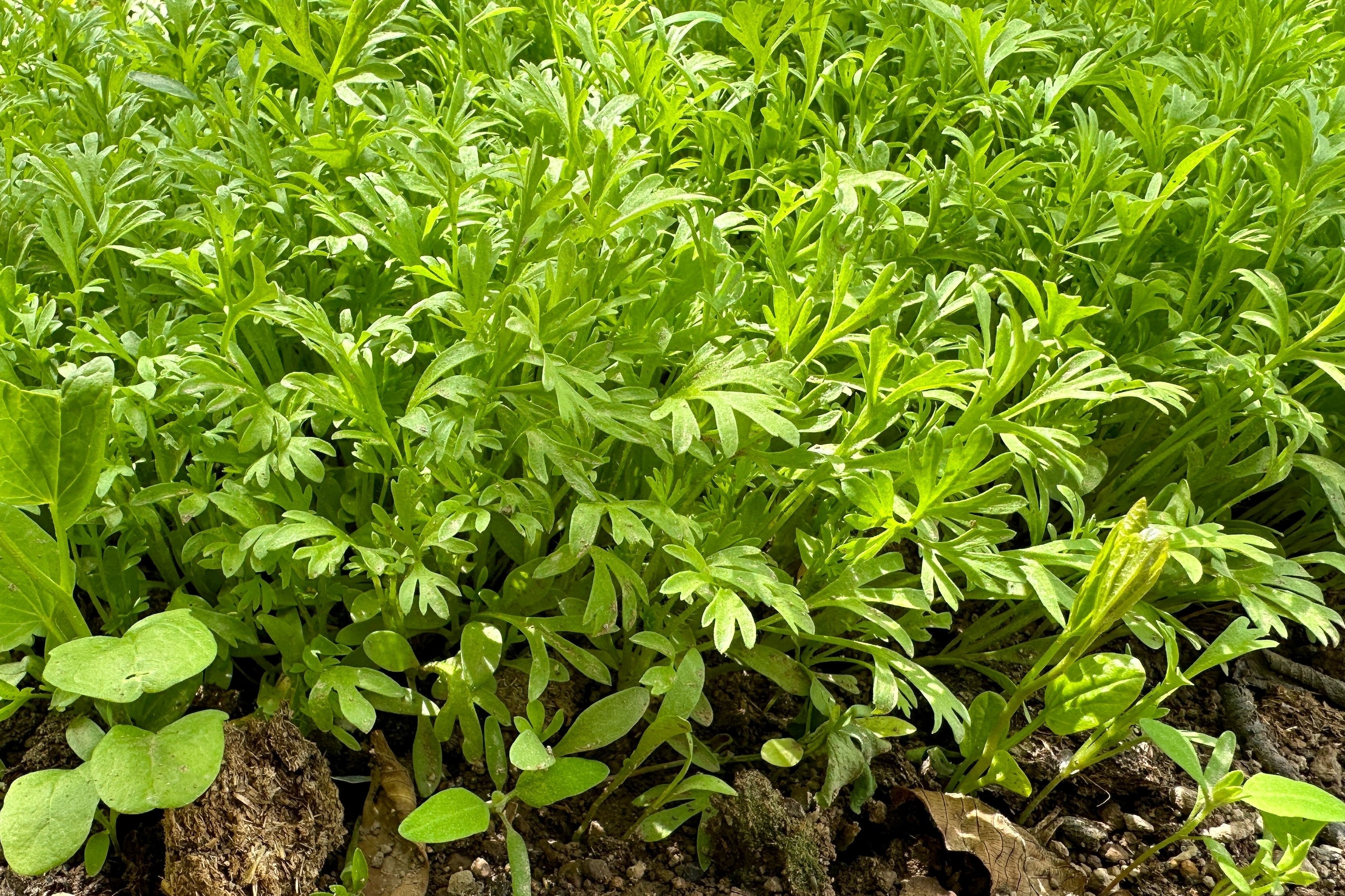 1500 WRINKLED CRINKLED CRESS Garden Lepidium Sativum Greens Vegetable Seeds