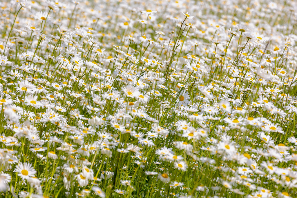 1000 DWARF White SHASTA DAISY Chrysanthemum Maximum Flower Seeds