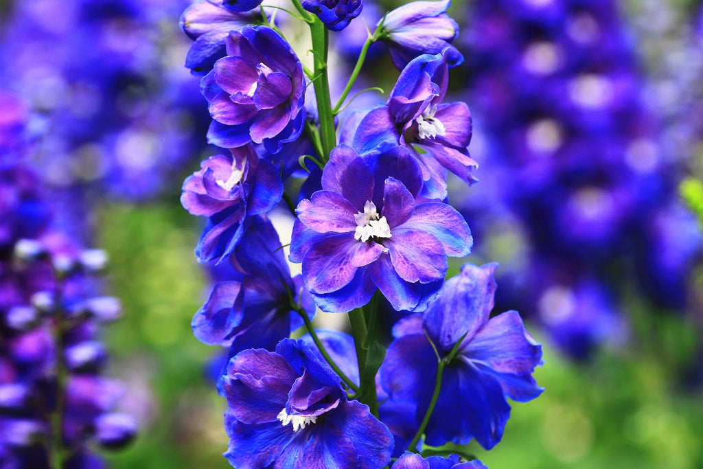 100 BLUE SPIRE LARKSPUR Delphinium Consolida Ambigua Ajacis Flower Seeds