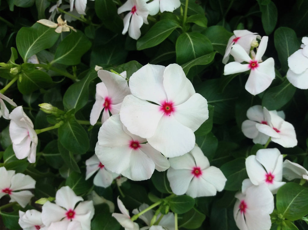 100 BRIGHT EYES PERIWINKLE Vinca Rosea Dwarf White & Pink Flower Seeds