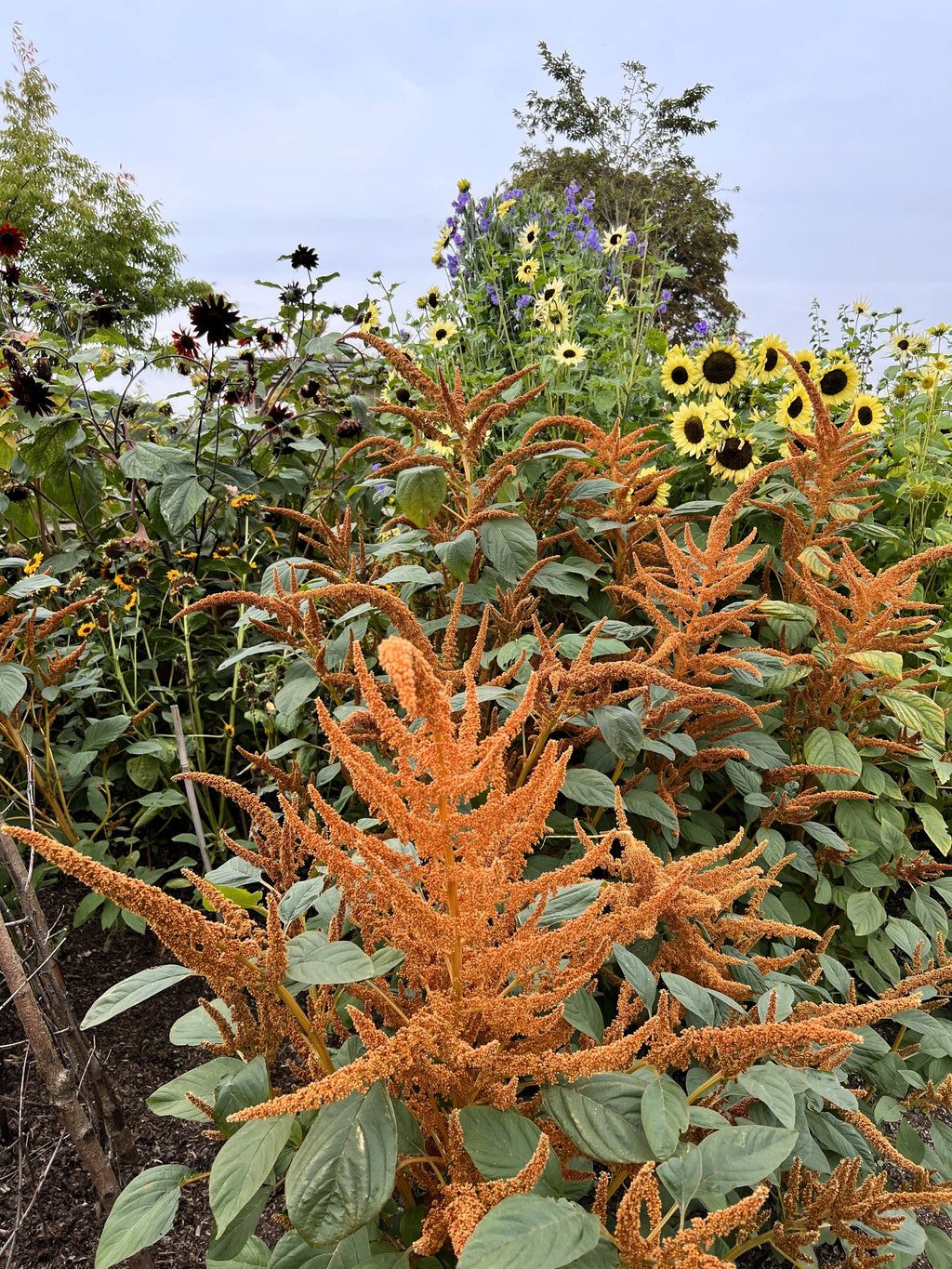 100 Pastel AUTUMNS TOUCH AMARANTHUS Cruentus Bronze Coral Apricot Flower Seeds