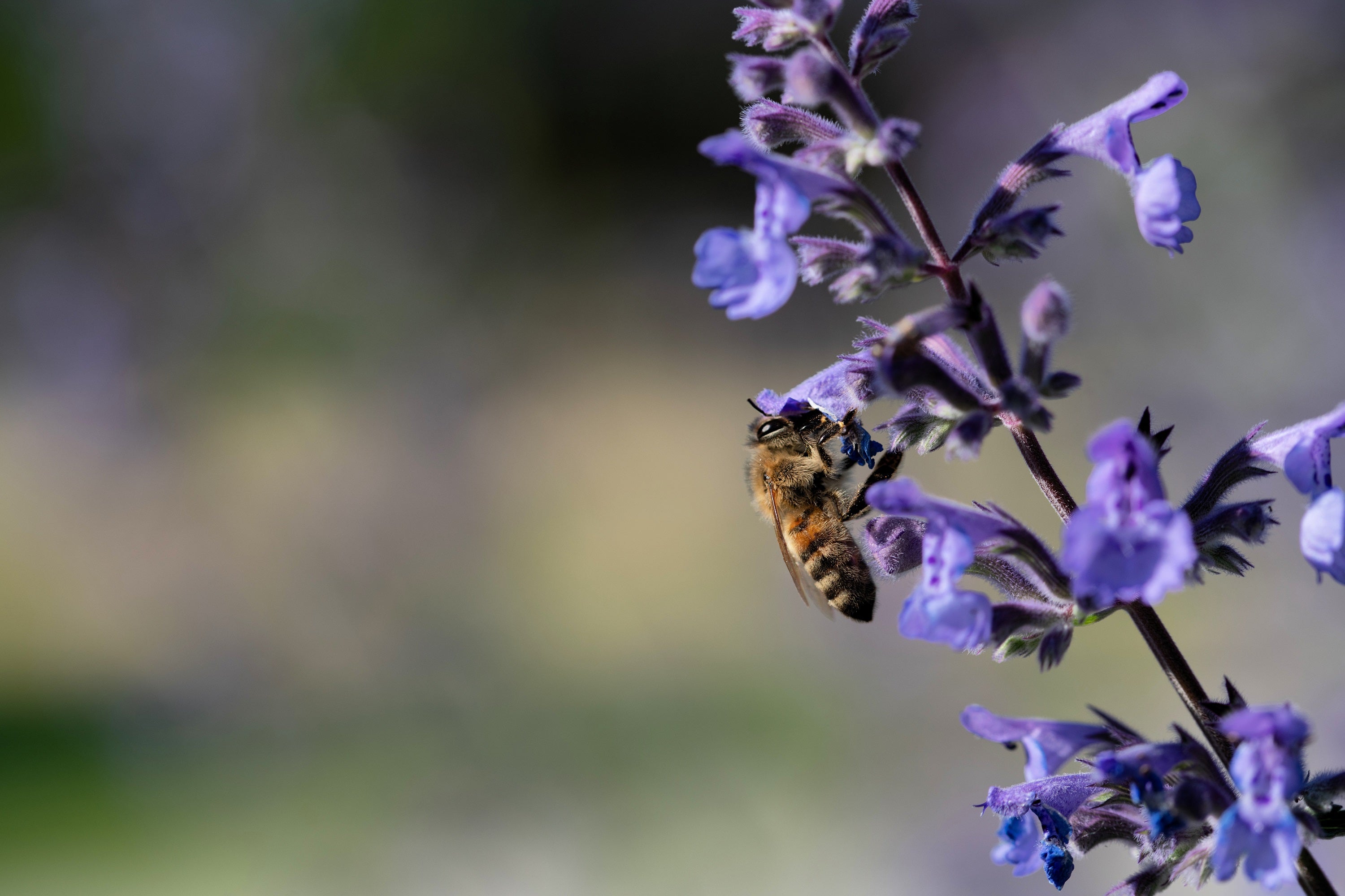 50 PERSIAN CATMINT Mussins Nepeta Racemosa Flower Seeds