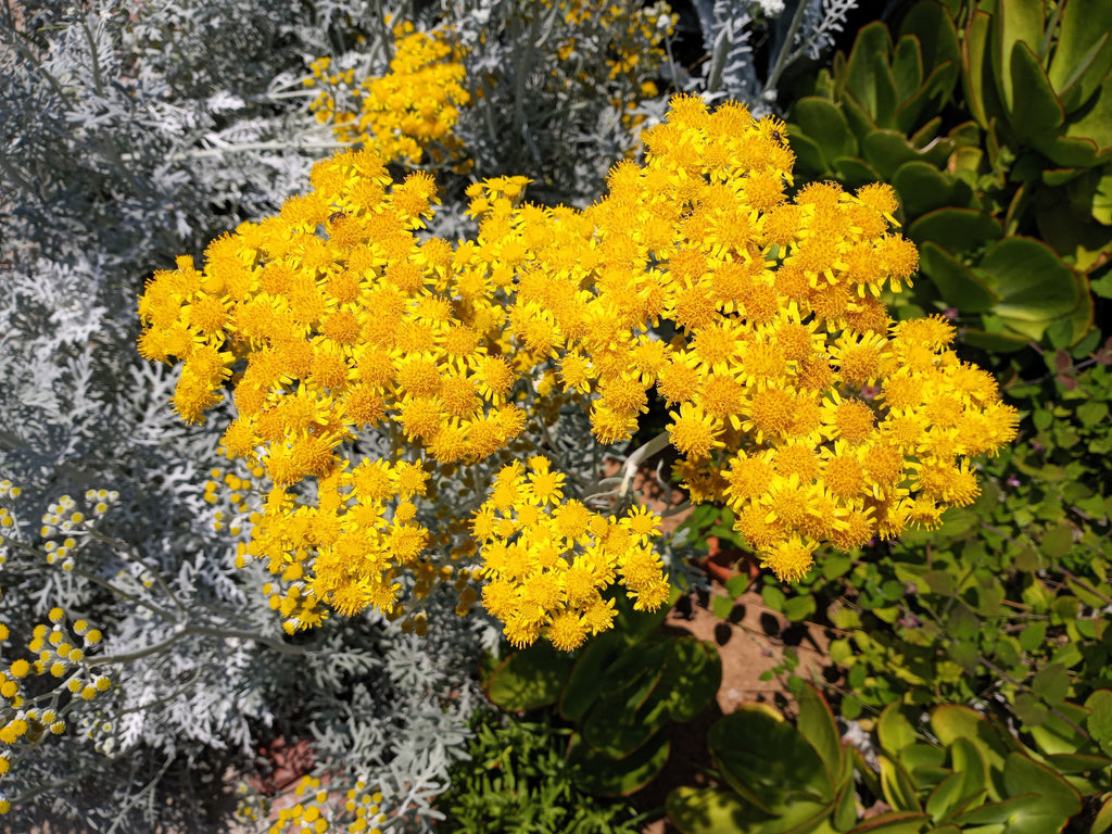 300 SILVERDUST DUSTY MILLER Cineraria Maritima Jacobaea Senecio Flower Seeds