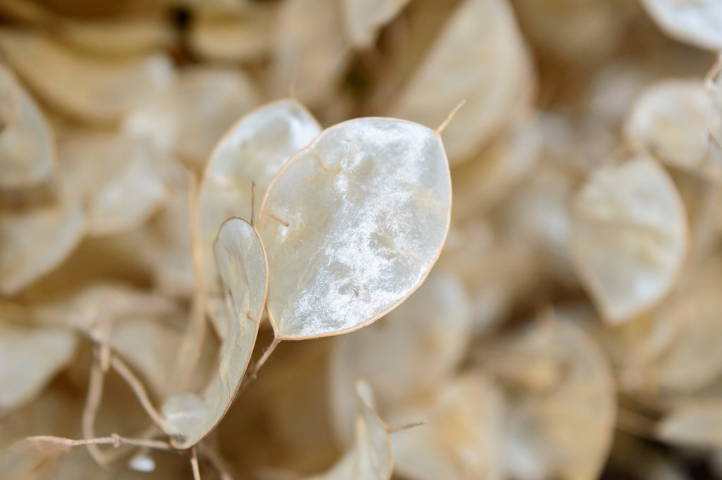 100 LUNARIA Biennis ( MONEY PLANT / Silver Dollar / Honesty / Moonwort / L Annua ) Flower Seeds