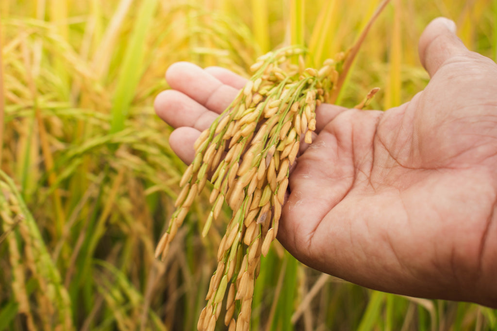 100 Long Grain BROWN WHITE RICE Oryza Sativa Vegetable Seeds