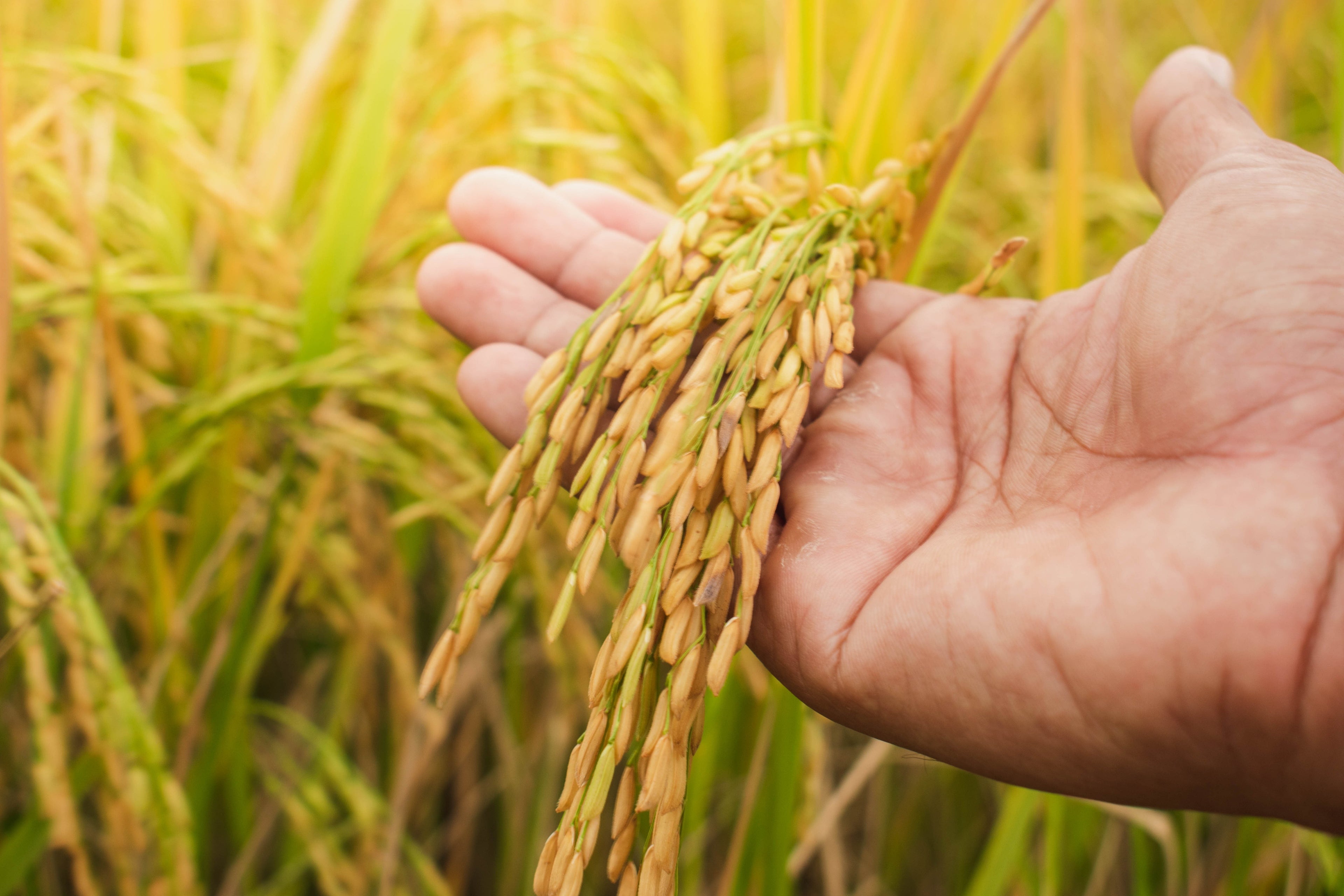 100 Long Grain BROWN WHITE RICE Oryza Sativa Vegetable Seeds