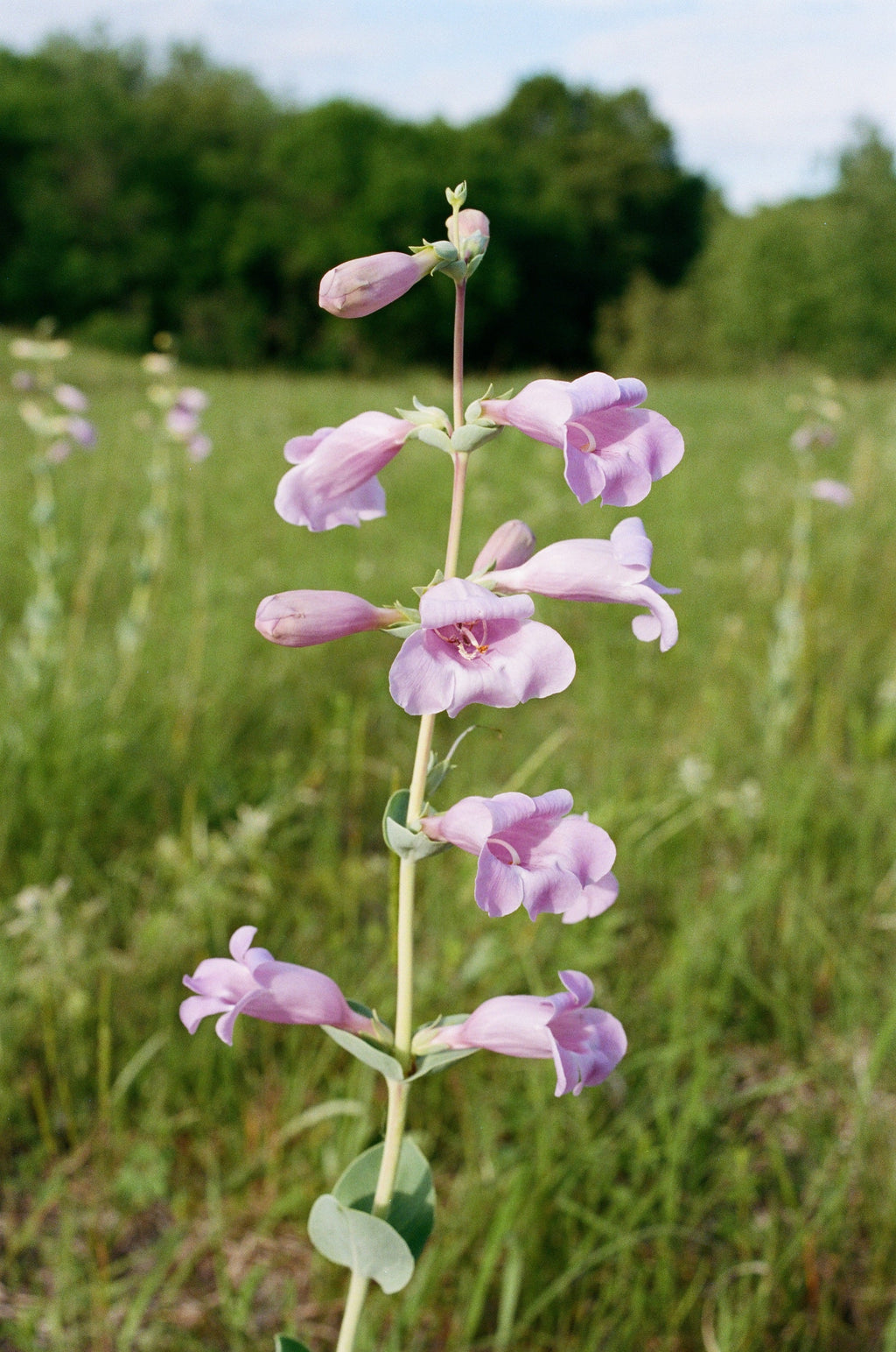 250 LARGE FLOWERED BEARDTONGUE Penstemon Grandiflorus Native Pink Purple Flower Seeds
