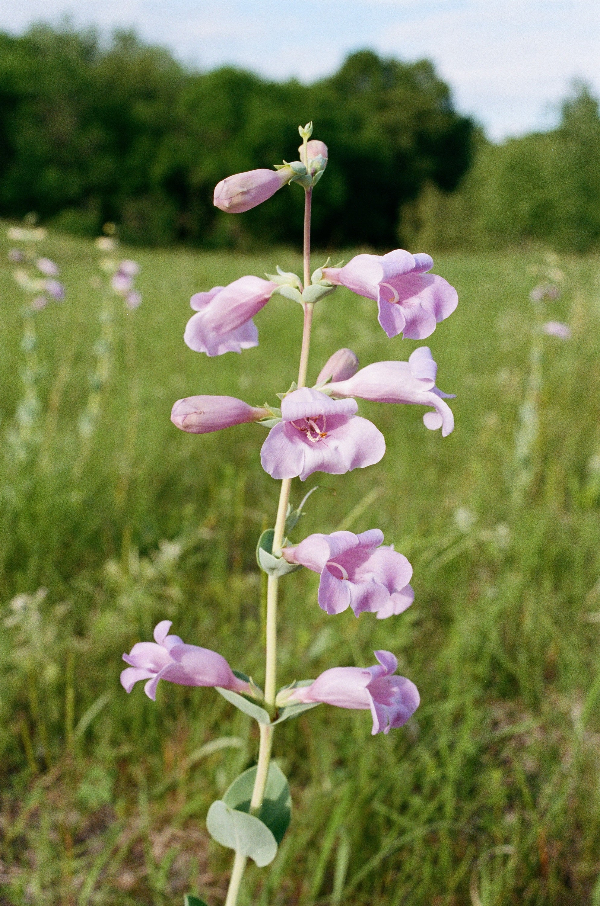 250 LARGE FLOWERED BEARDTONGUE Penstemon Grandiflorus Native Pink Purple Flower Seeds