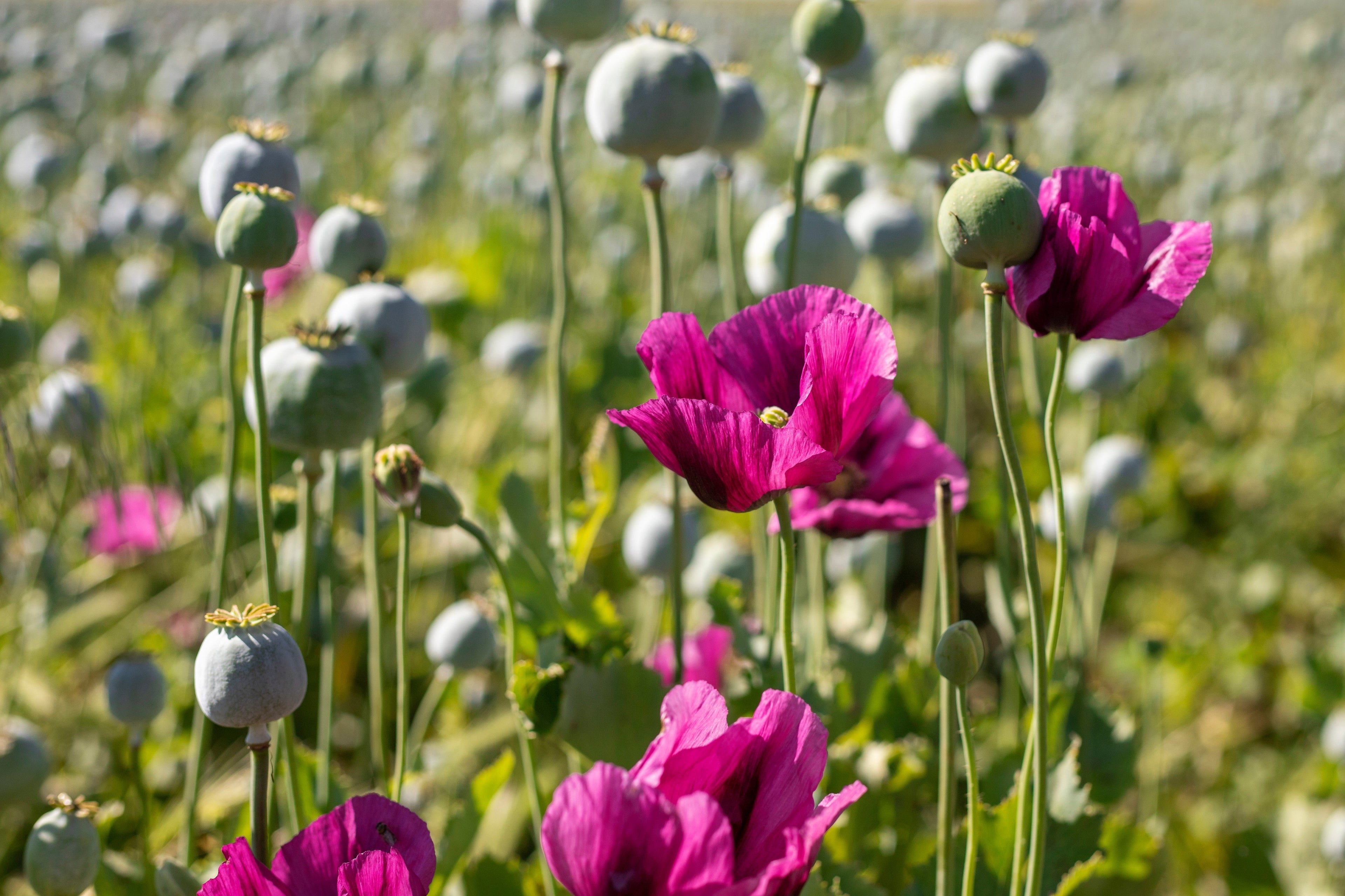 1000 PEPPERBOX POPPY MIX Papaver Somniferum Mixed Colors Red Violet Flower Seeds