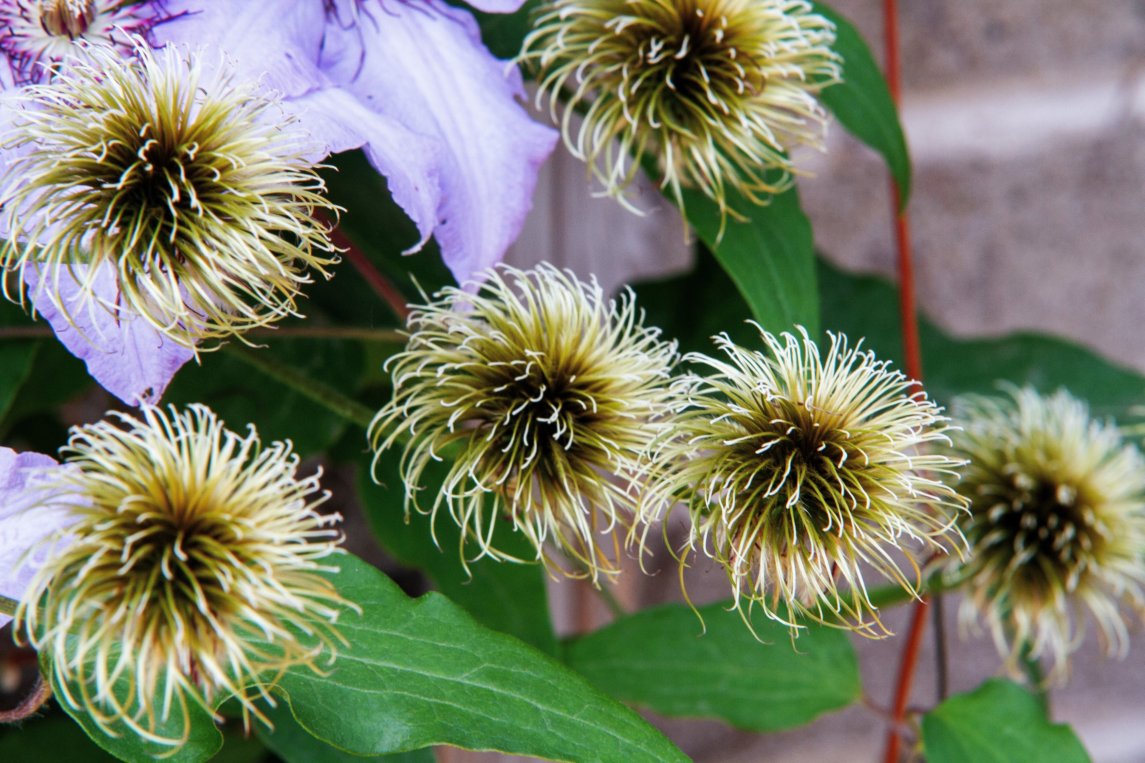 10 PURPLE ALPINE CLEMATIS Alpina Virgin's Bower Flower Vine Seeds