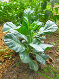 1000 HANOVER SALAD Spring KALE Smooth Siberian Brassica Napus Vegetable Seeds