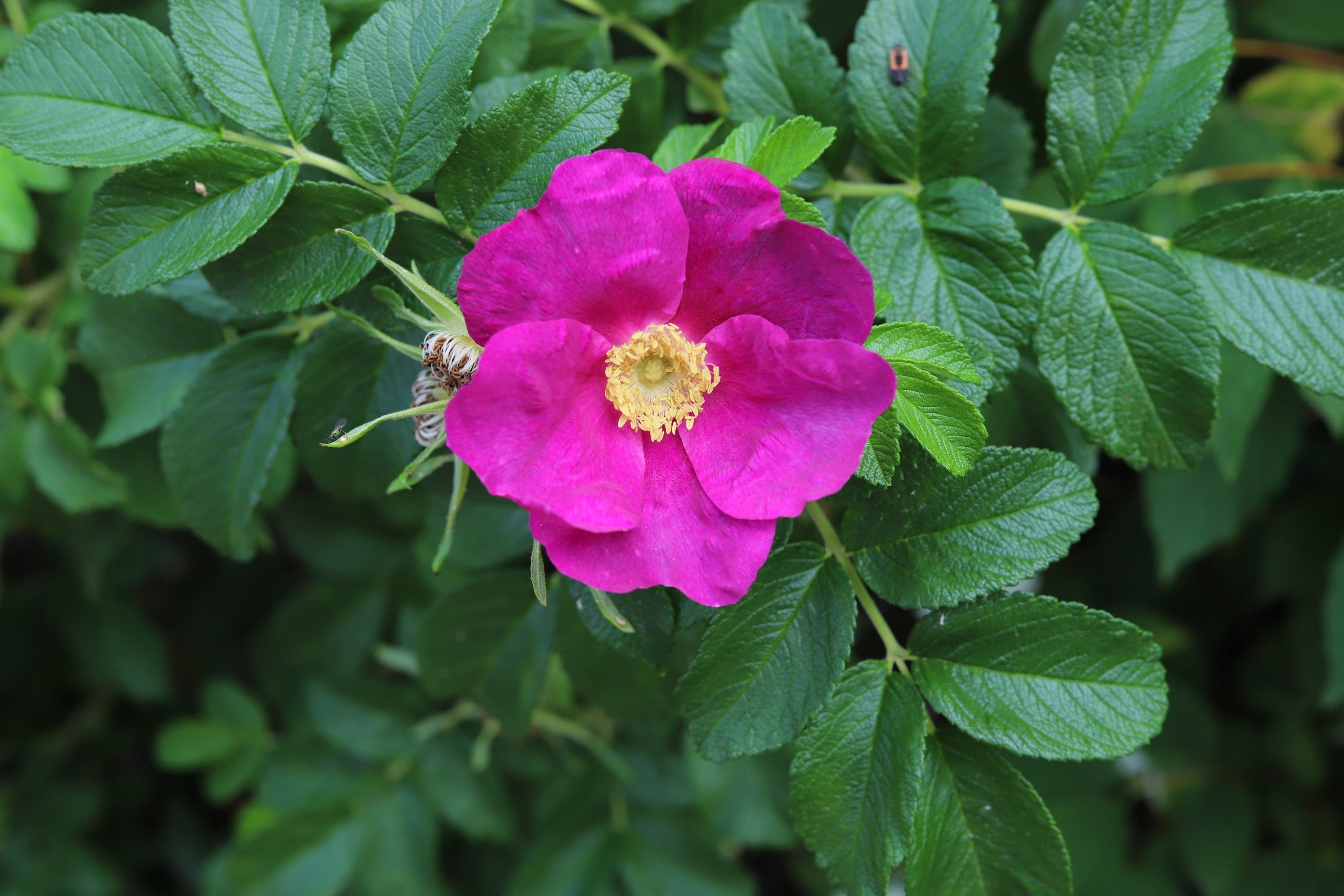 30 JAPANESE RED ROSE Bush Rosa Rugosa Rubra Rugrose Fragrant Flower Seeds