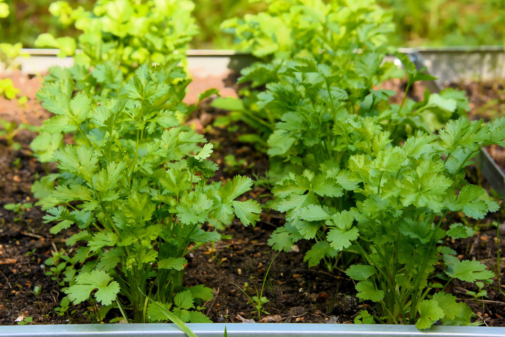 250 LEISURE CILANTRO / CORIANDER Coriandrum Sativum Herb Vegetable Seeds