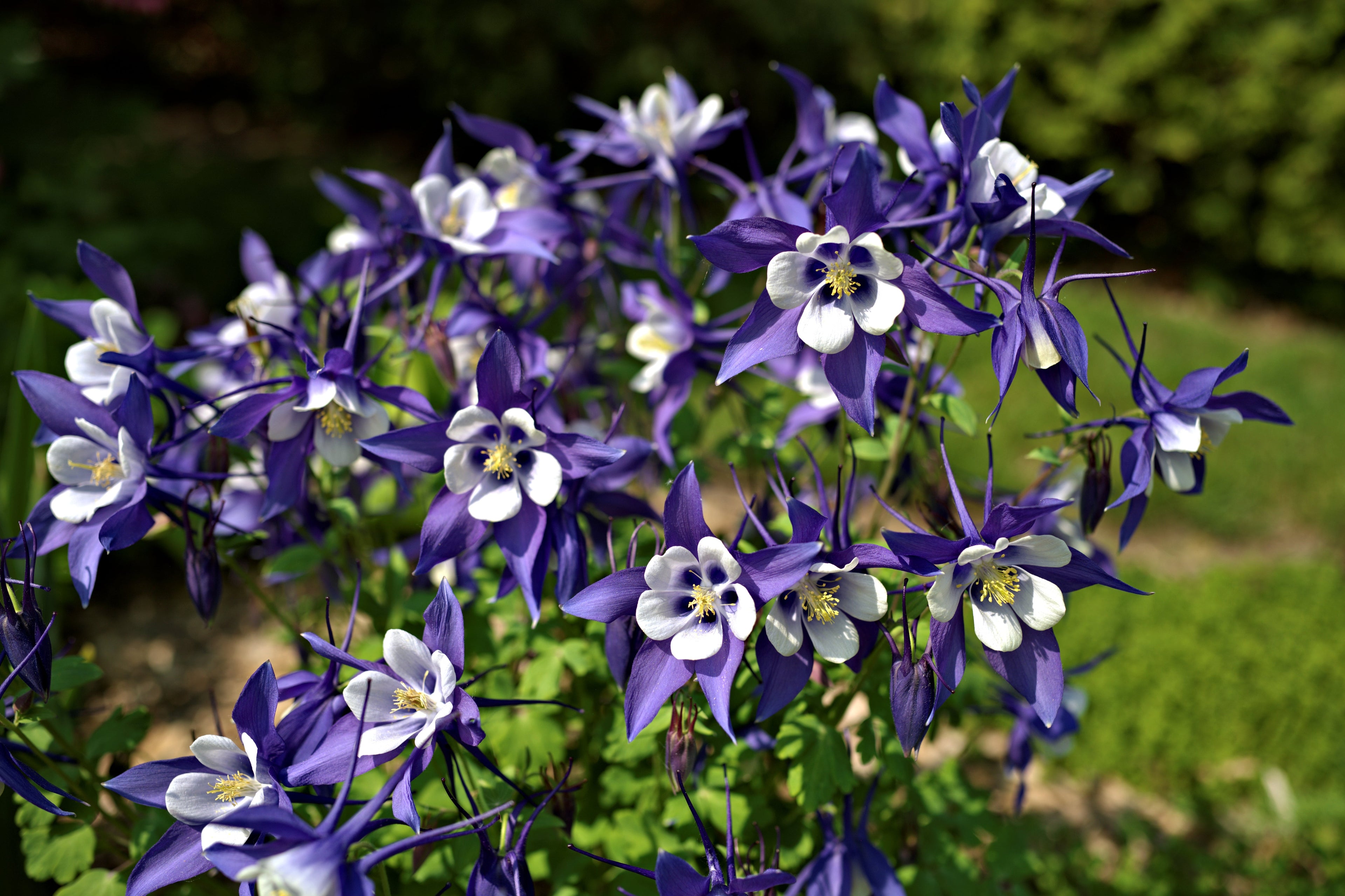 50 MCKANAS GIANT COLUMBINE Mixed Colors Aquilegia Hybrida Flower Seeds