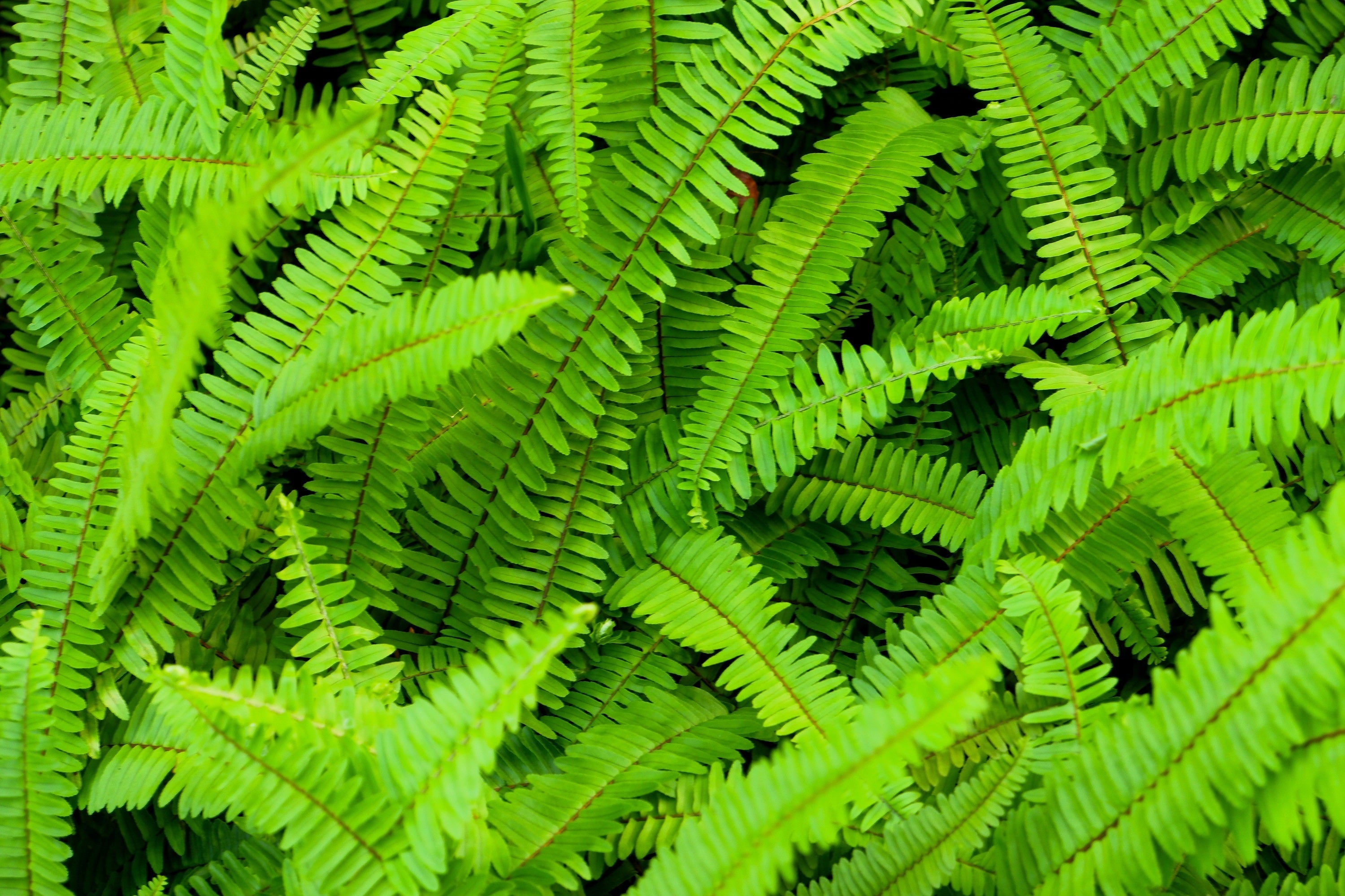 1500 Western SWORD FERN Giant Holly Swordfern Polystichum Munitum Aspidium Solitarium Spores Seeds