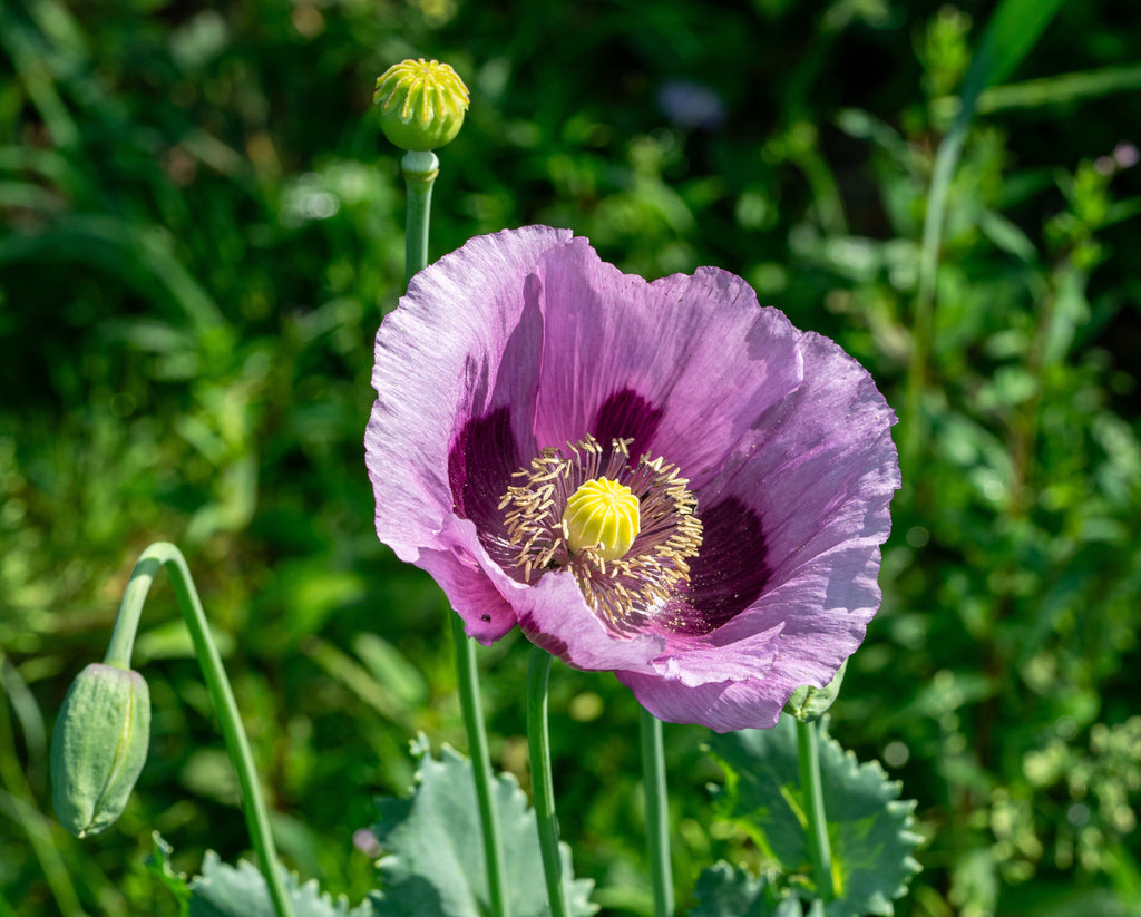 1000 LAVENDER POPPY Purple Papaver Somniferum Flower Seeds