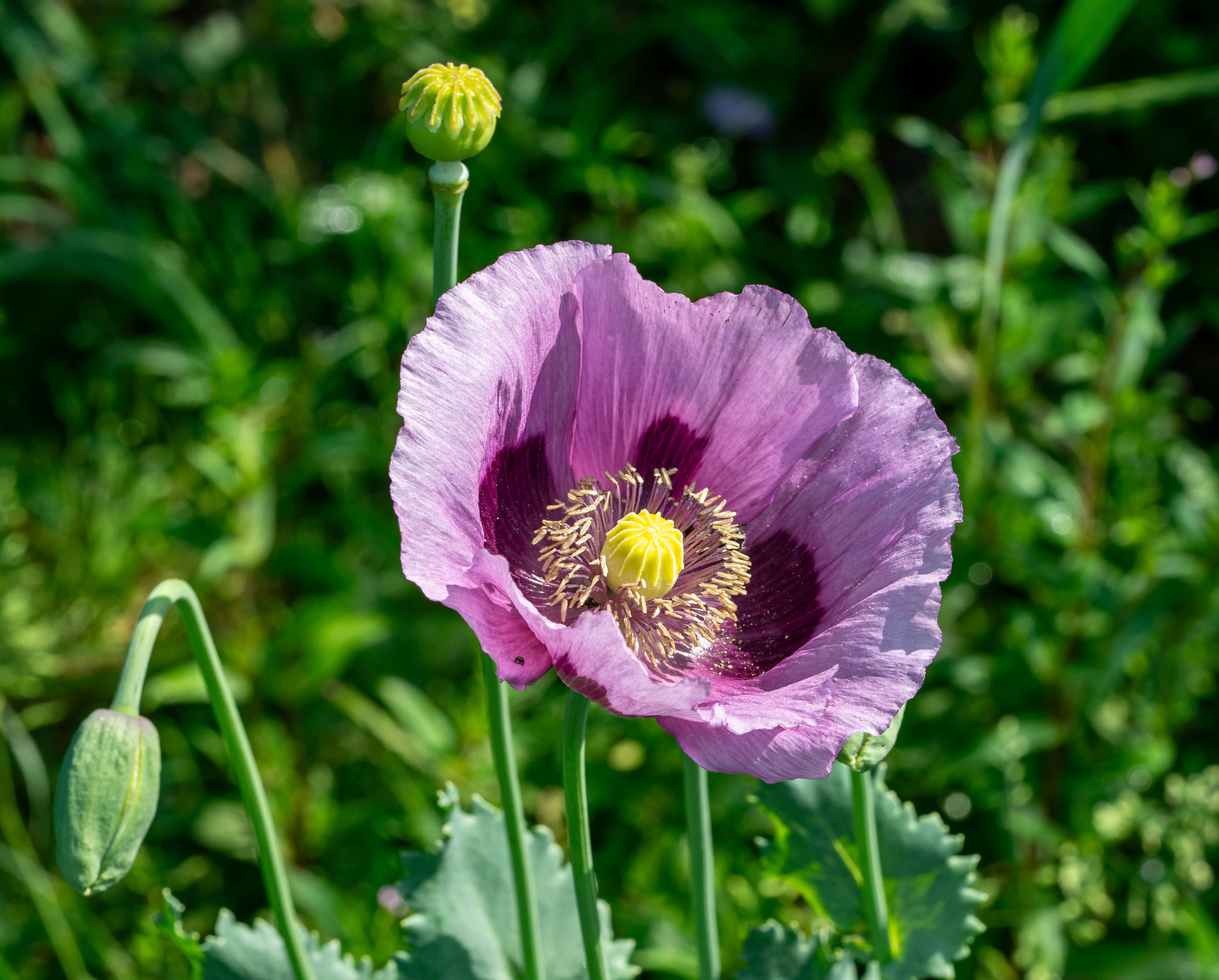 1000 LAVENDER POPPY Purple Papaver Somniferum Flower Seeds