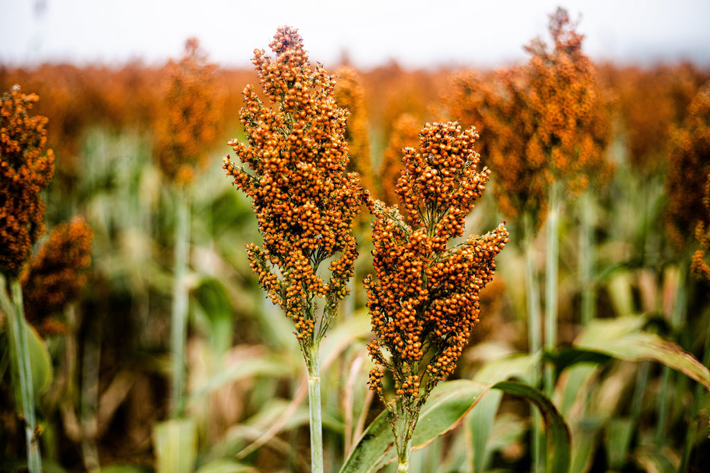 100 Wild Game FOOD PLOT SORGHUM aka Milo Deer & Game Bird Bicolor Seeds