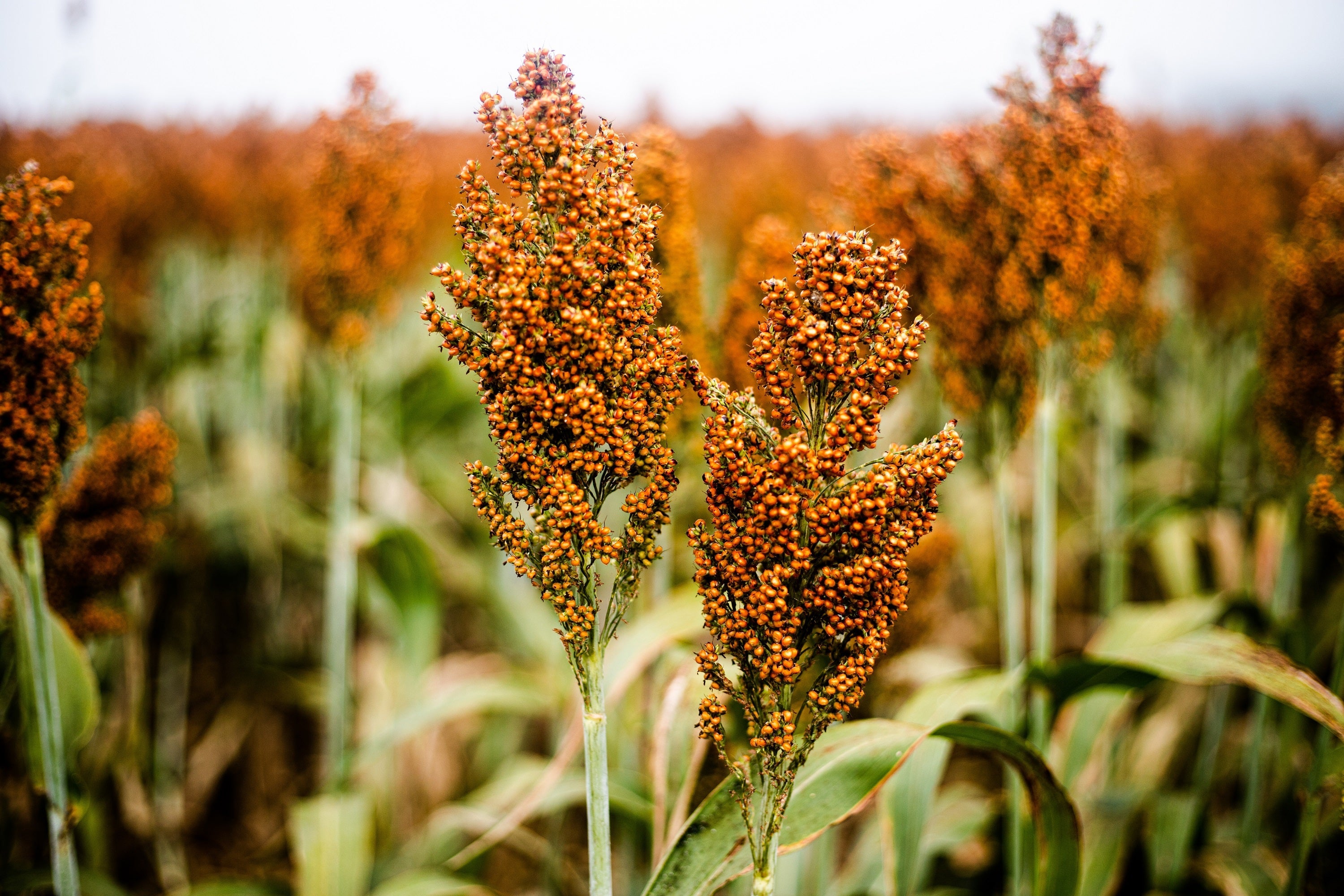 100 Wild Game FOOD PLOT SORGHUM aka Milo Deer & Game Bird Bicolor Seeds
