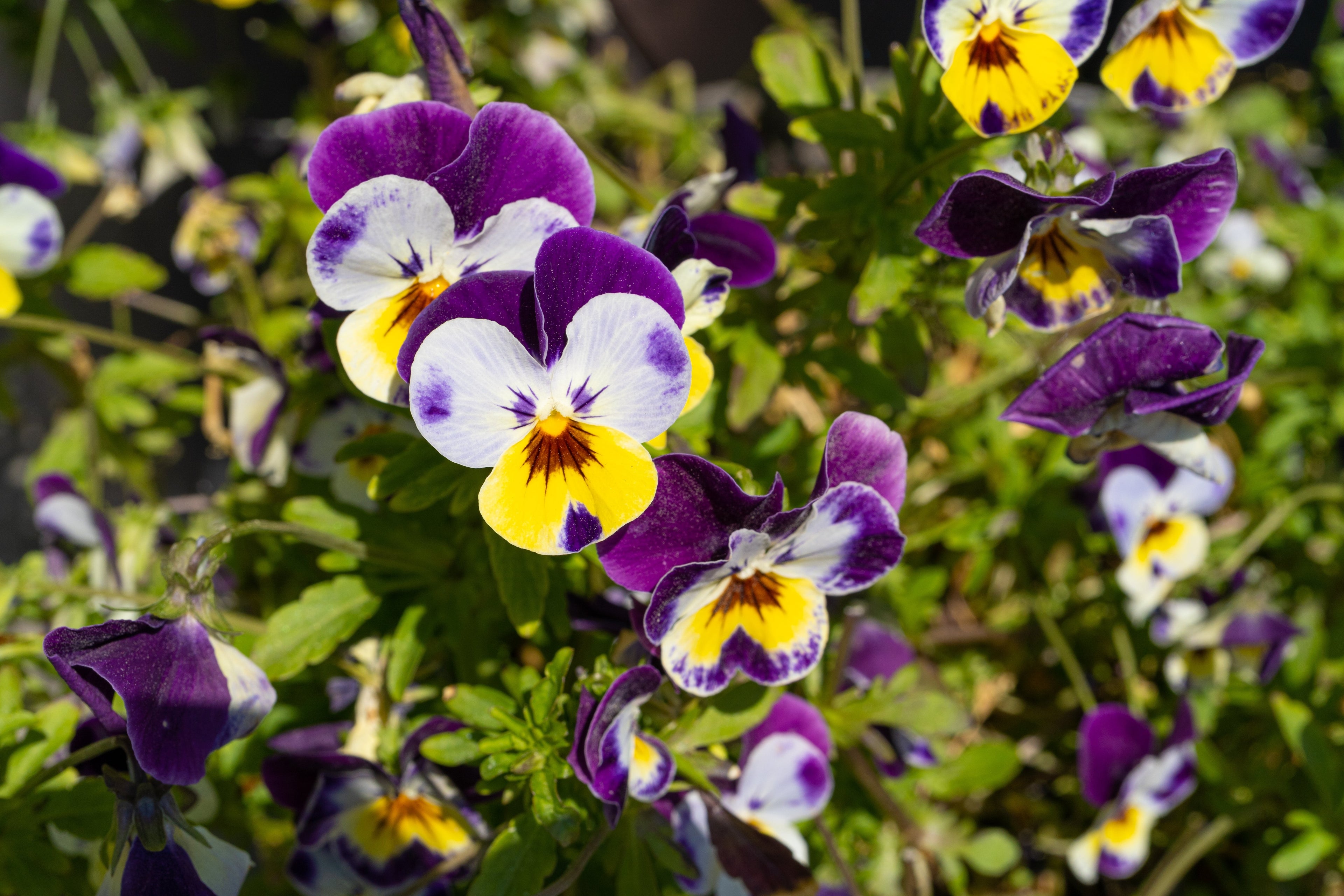 250 JOHNNY JUMP UP Helen Mount Violet Viola Tricolor Flower Seeds