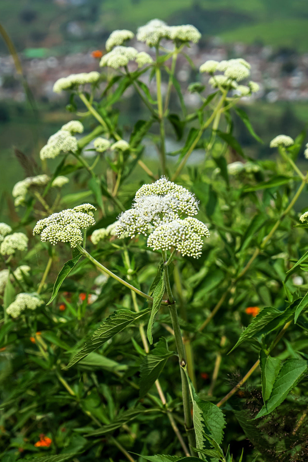 200 TALL WHITE BONESET (Thoroughwort) Eupatorium Perfoliatum Flower Seeds
