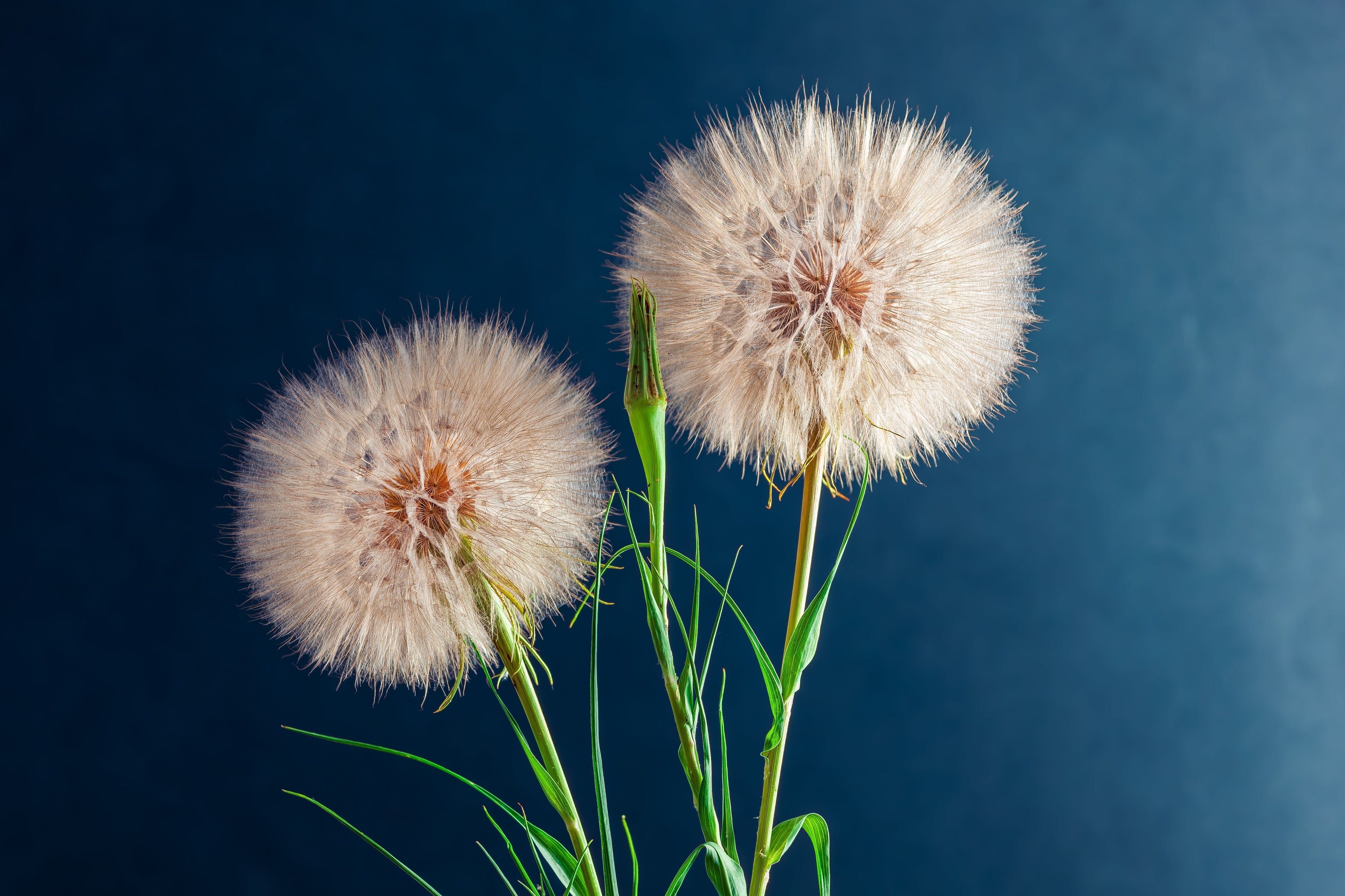 50 MAMMOTH Sandwich Island SALSIFY Tragopogon White Root Vegetable Oyster Flower Seeds