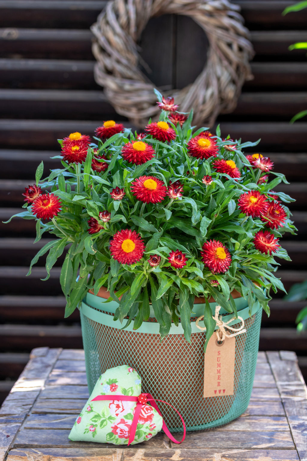 100 Red FIRE BALL STRAWFLOWER Xerochrysum Bracteatum Helichrysum Monstrosum Flower Seeds