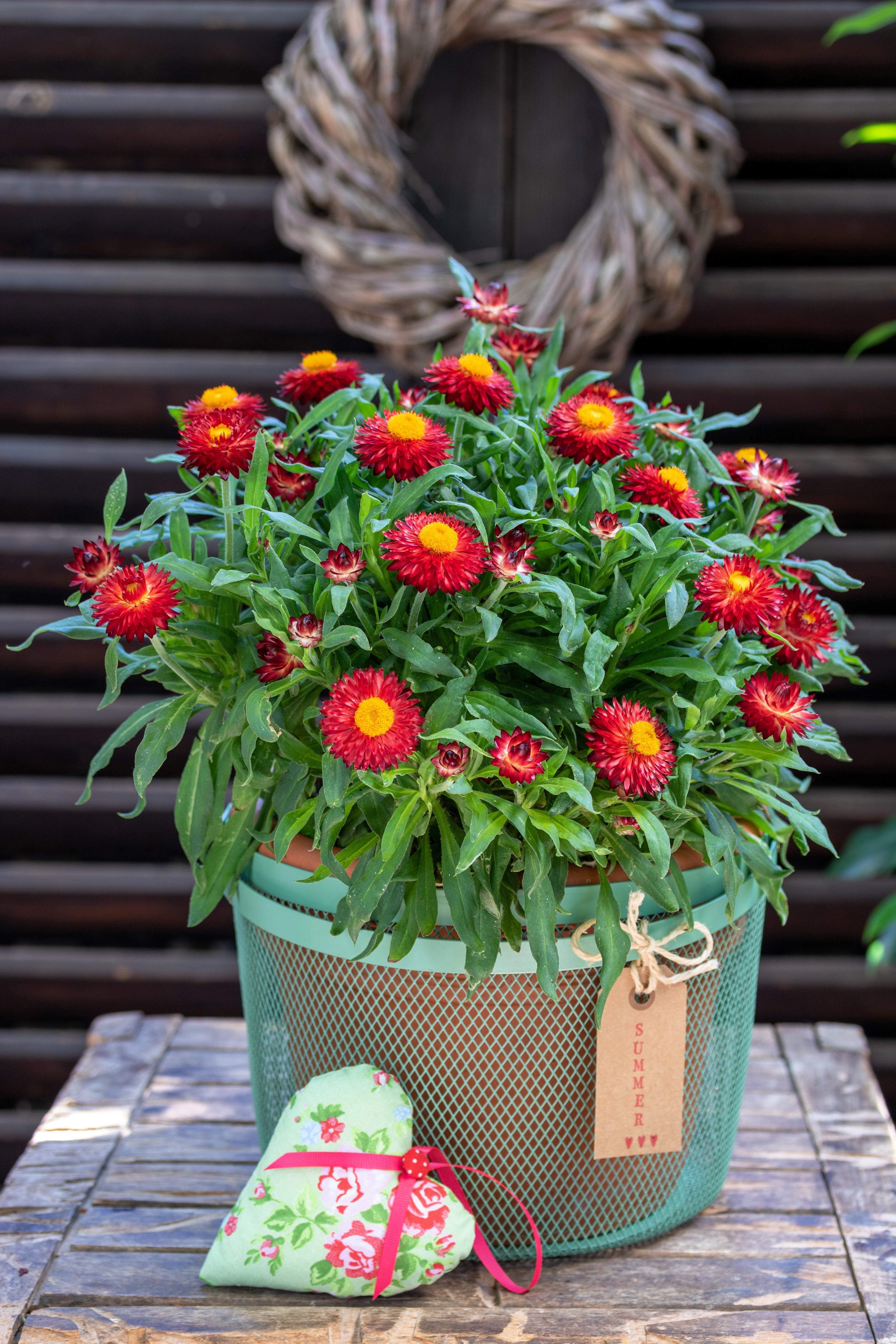 100 Red FIRE BALL STRAWFLOWER Xerochrysum Bracteatum Helichrysum Monstrosum Flower Seeds