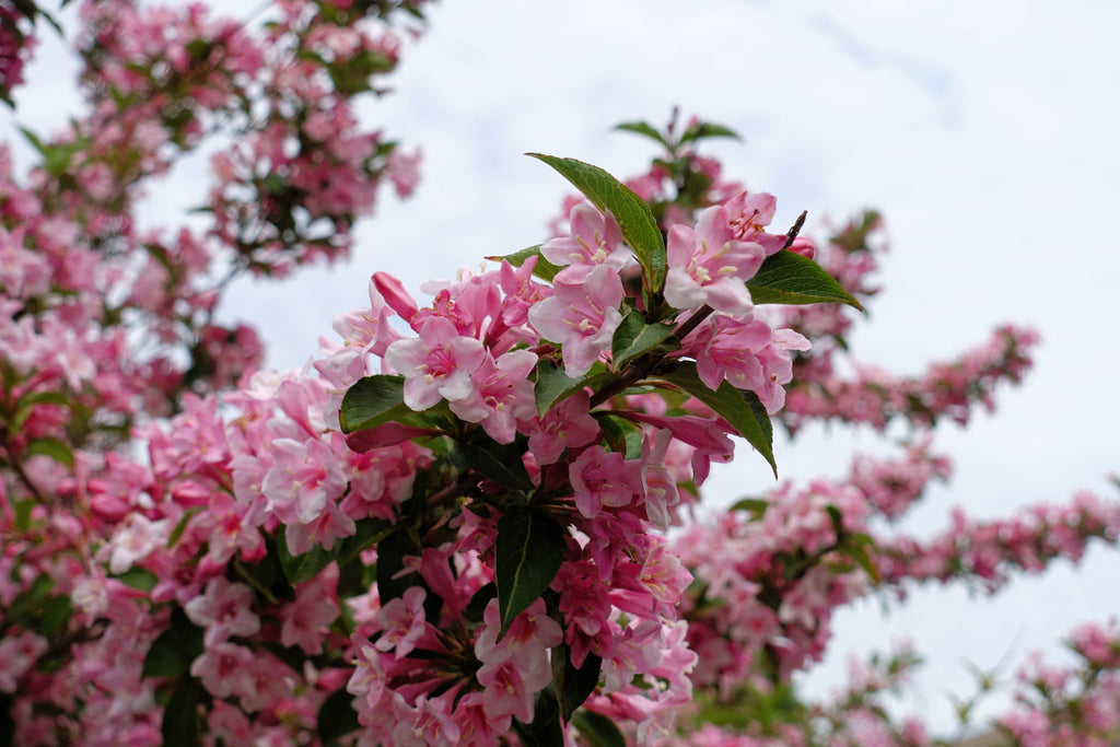 50 OLD FASHIONED WEIGELA Florida Bush Shrub Flower Seeds
