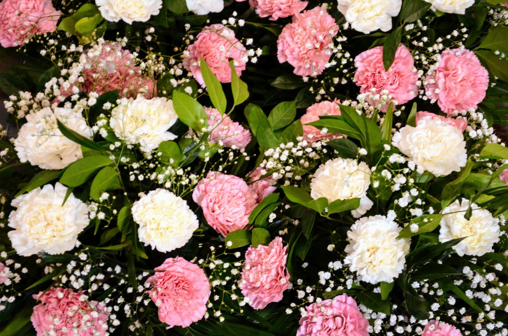100 RAINBOW CARNATION Mix Mixed Colors Dianthus Caryophyllus Flower Seeds