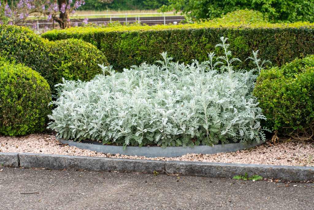 300 SILVERDUST DUSTY MILLER Cineraria Maritima Jacobaea Senecio Flower Seeds