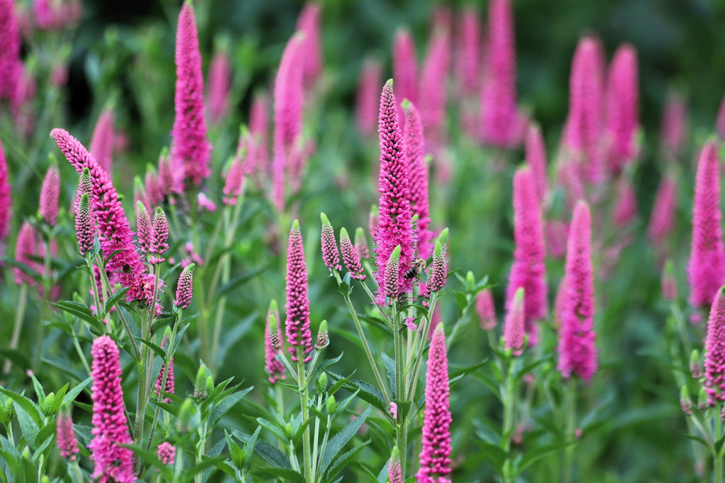 50 Mixed Colors VERONICA SIGHTSEEING MIXTURE (Spike Speedwell) Veronica Spicata Flower Seeds