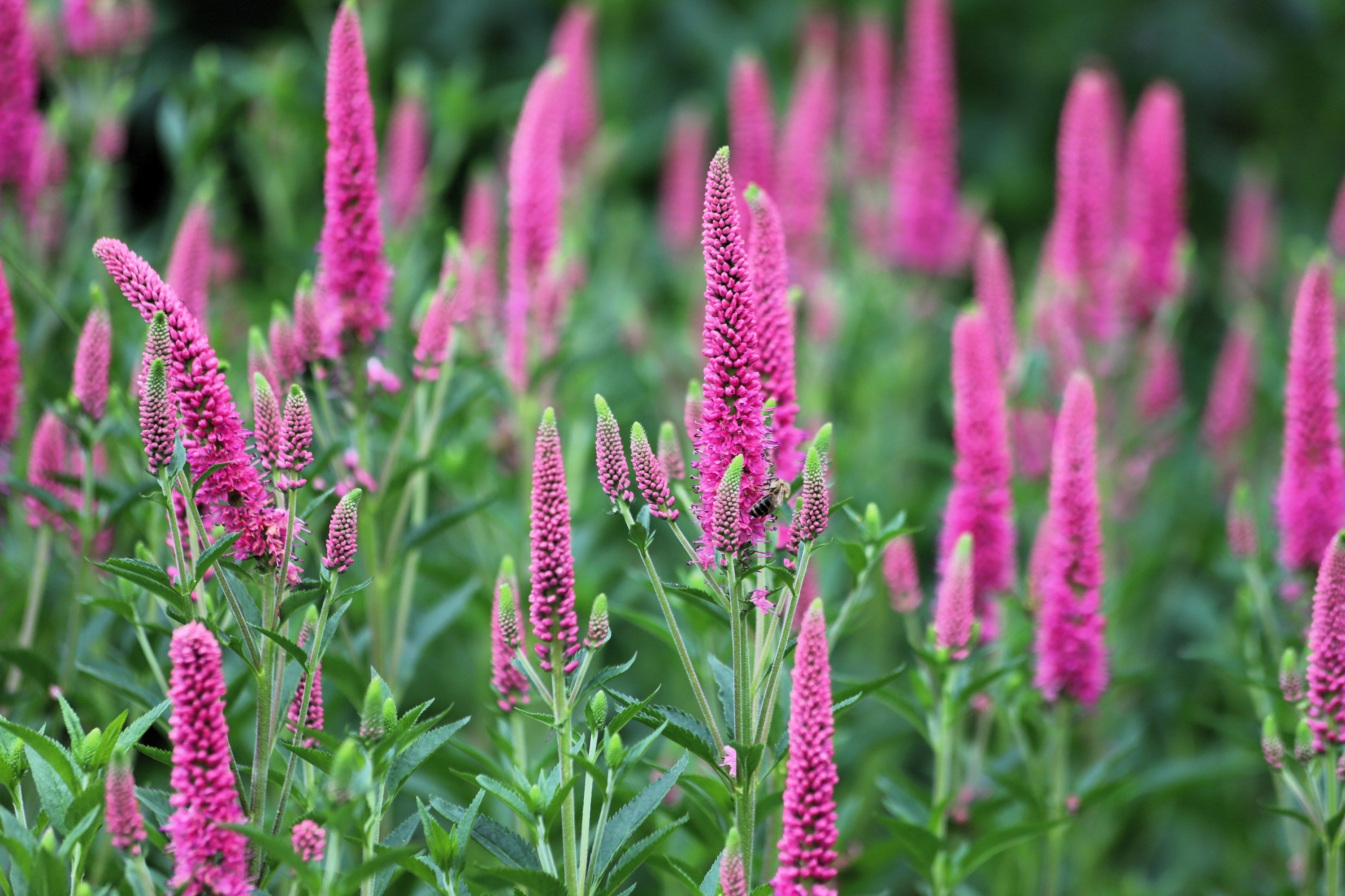 50 Mixed Colors VERONICA SIGHTSEEING MIXTURE (Spike Speedwell) Veronica Spicata Flower Seeds