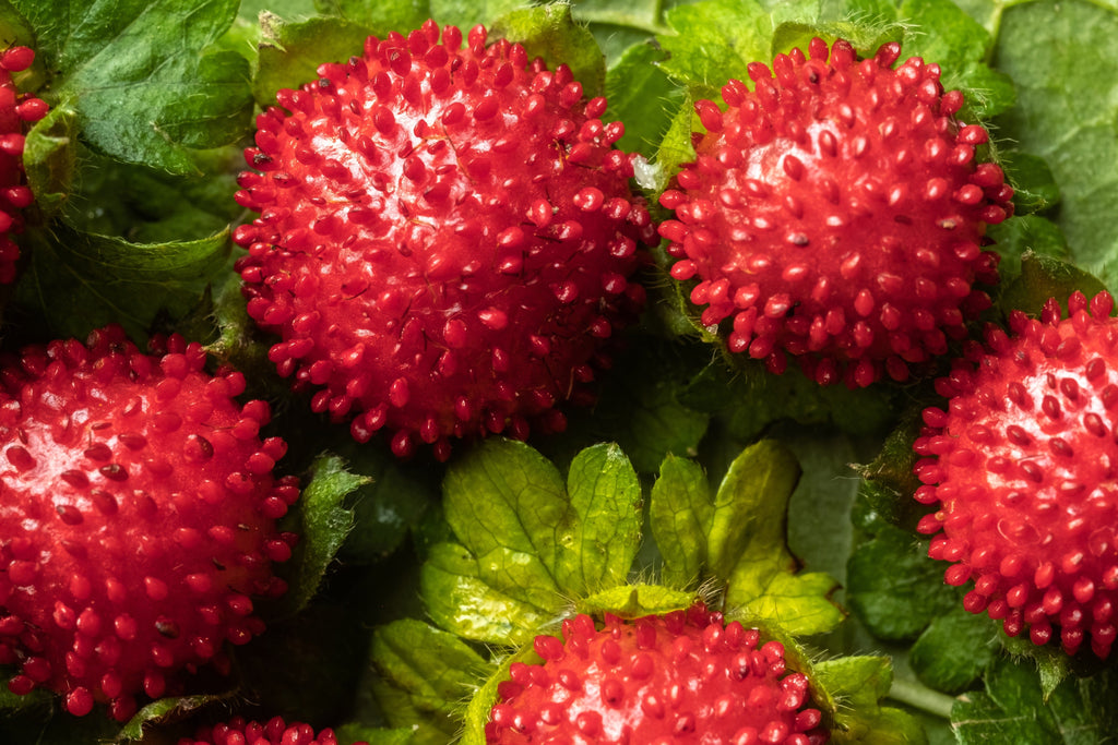 50 Red Indian TUTTIFRUTTI STRAWBERRY Duchesnea Indica Flower Berry Fruit Seed