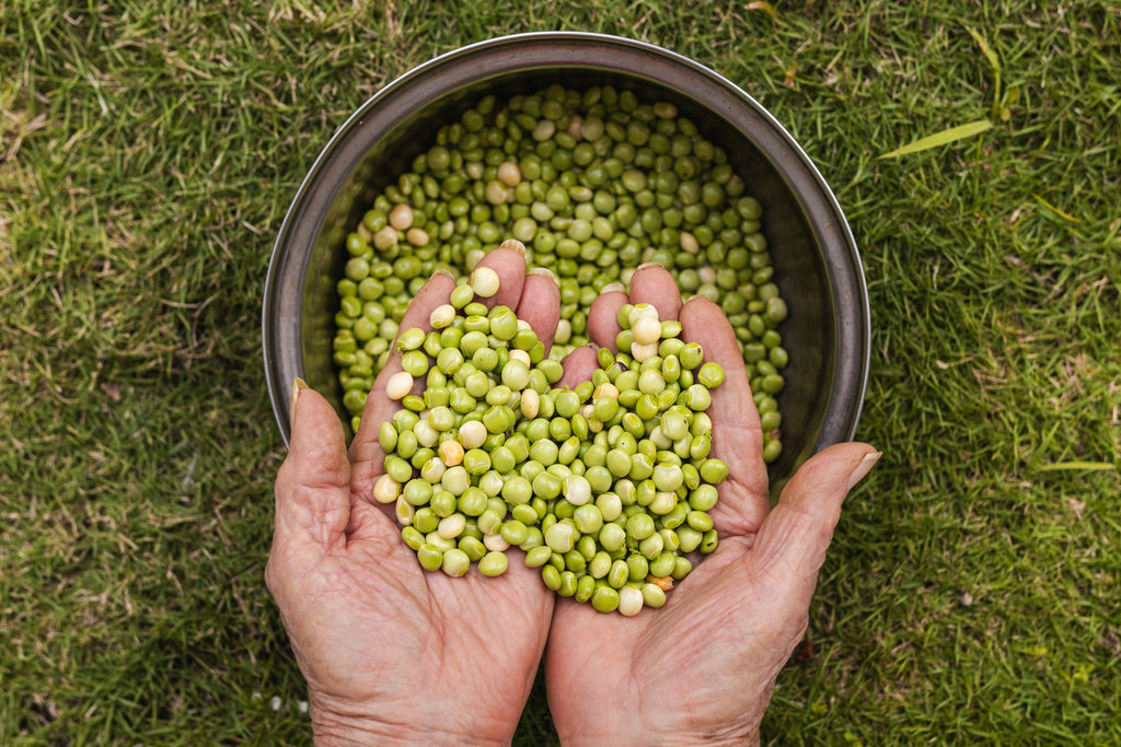 30 PIGEON PEA Dhal Gungo Puerto Rico Bean Cajanus Cajan Vegetable Seeds
