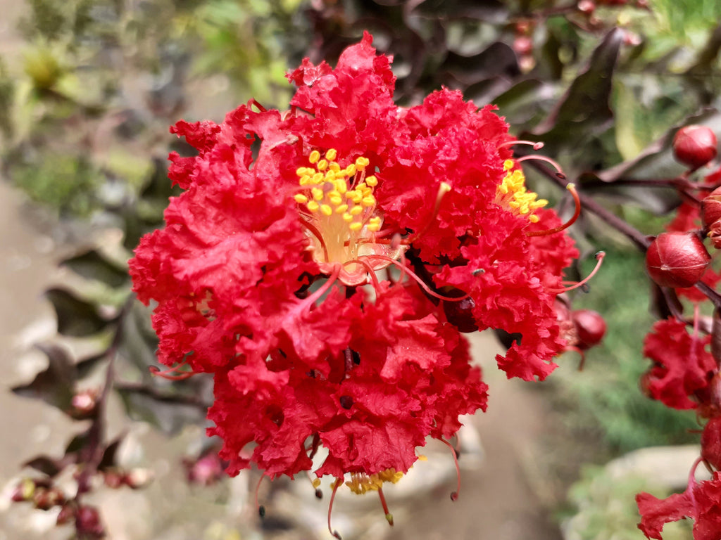 50 MIXED CREPE MYRTLE Lagerstroemia Indica Tree Shrub Crape  6 Color Mix - Red, Purple, Light Pink, Dark Pink, White, & Lilac Flower Seeds