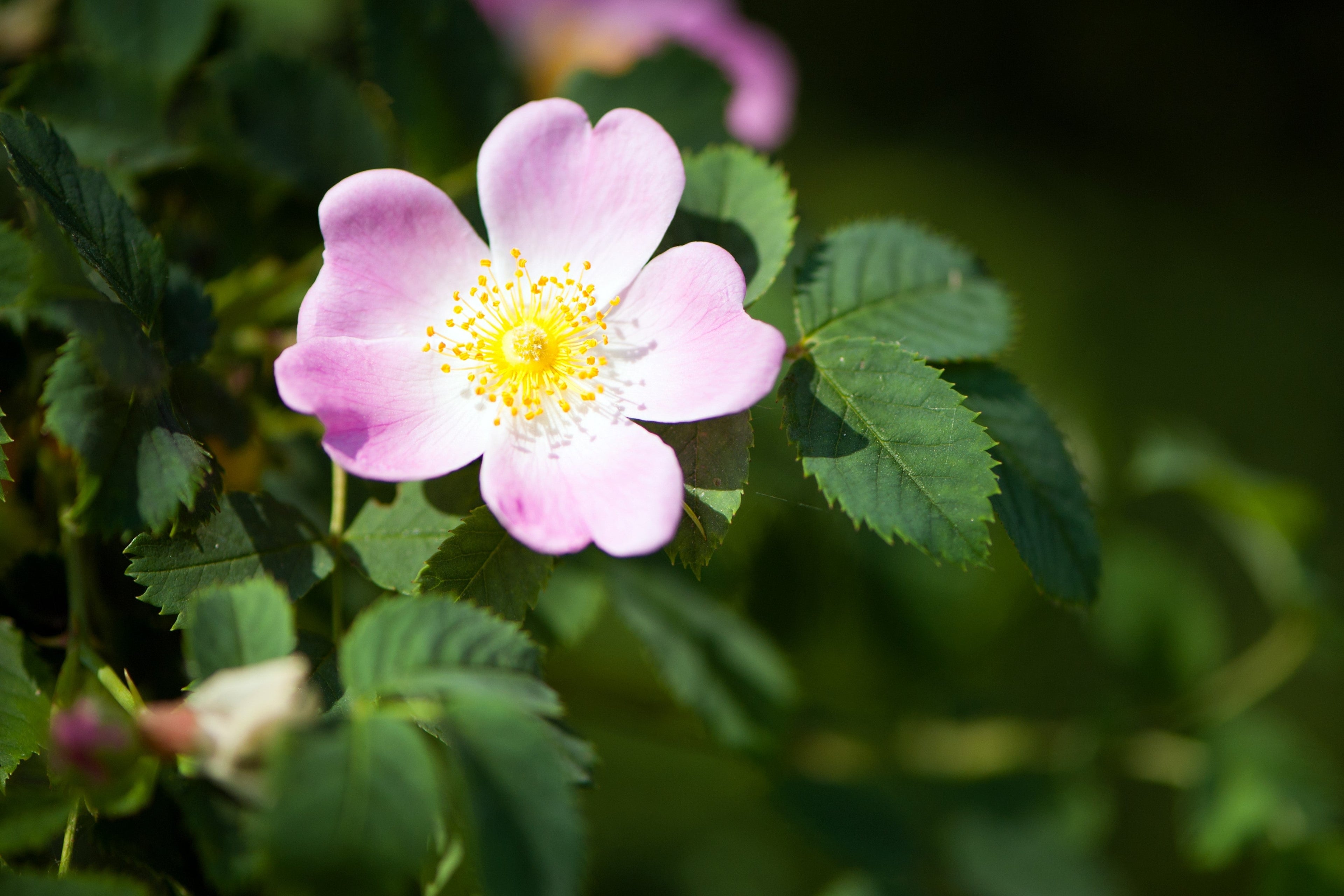 15 Pink WOOD'S ROSE Bush Mountain Rose Rosa Woodsii Fragrant Flower Seeds