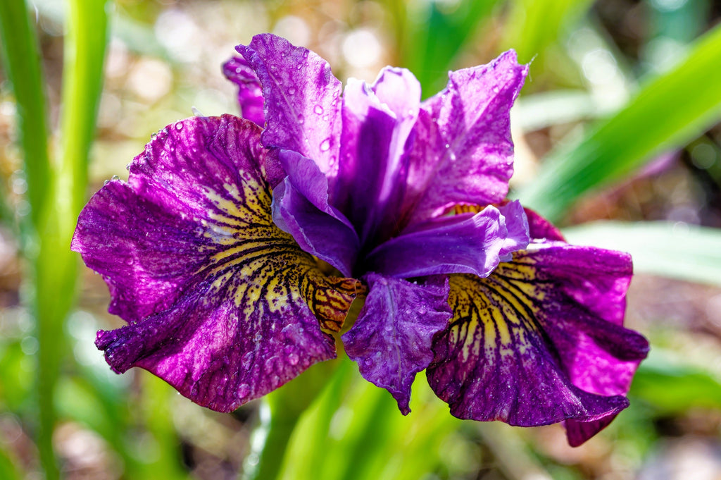 20 MIXED SIBERIAN IRIS Sibirica Iris Bicolor Blue Red White Yellow Purple Siberian Flag Flower Seeds