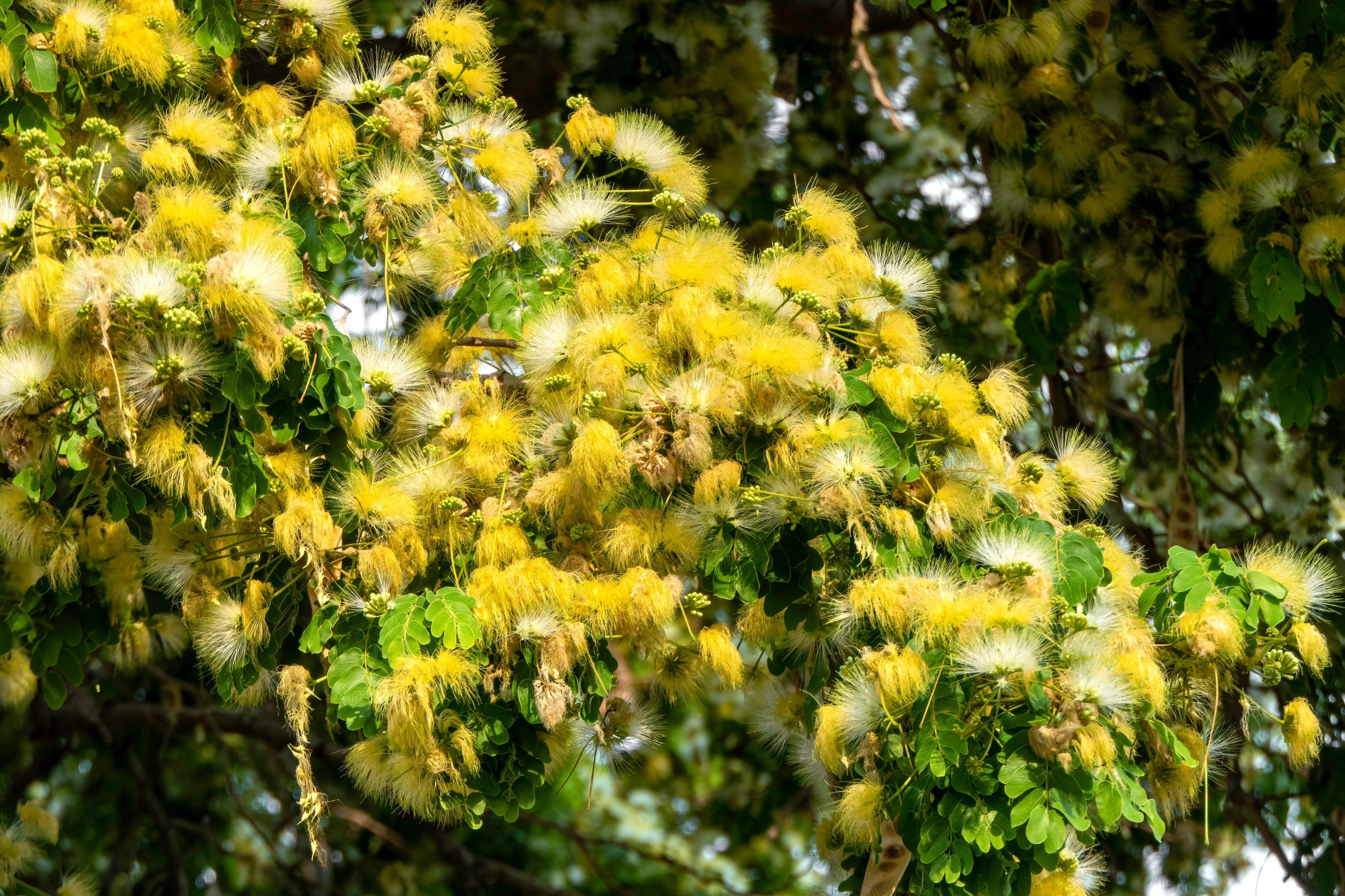 20 WOMAN'S TONGUE TREE White Mimosa Nectar Flower Albizia Lebbeck Legume Seeds