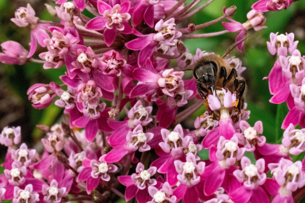 20 CINDERELLA MILKWEED Asclepias Incarnata Magenta (Pink-Purple) Flower Seeds