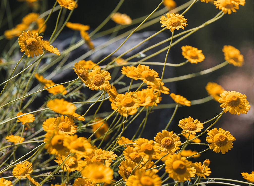 500 Yellow DESERT MARIGOLD Baileya Multiradiata Showy Drought Paper Daisy Flower Herb Seeds