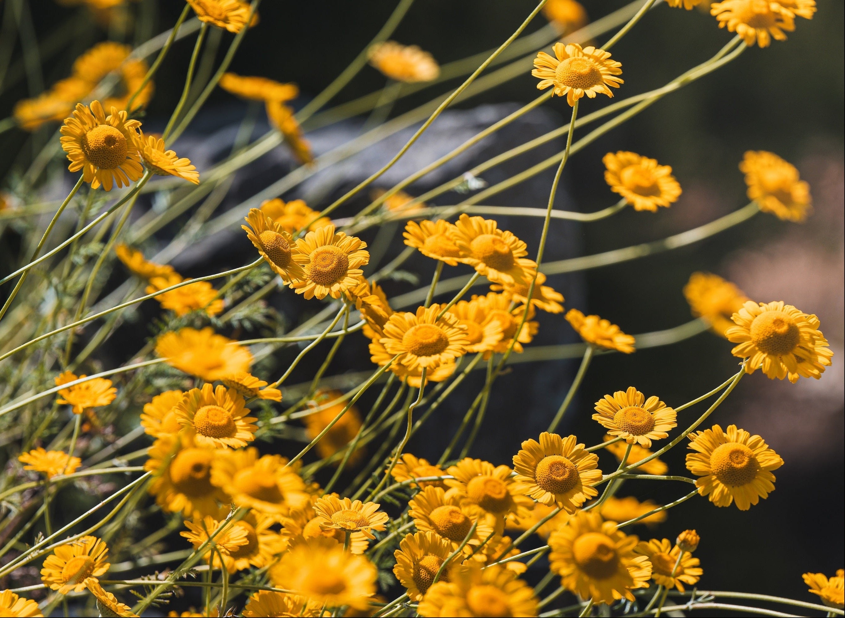 500 Yellow DESERT MARIGOLD Baileya Multiradiata Showy Drought Paper Daisy Flower Herb Seeds