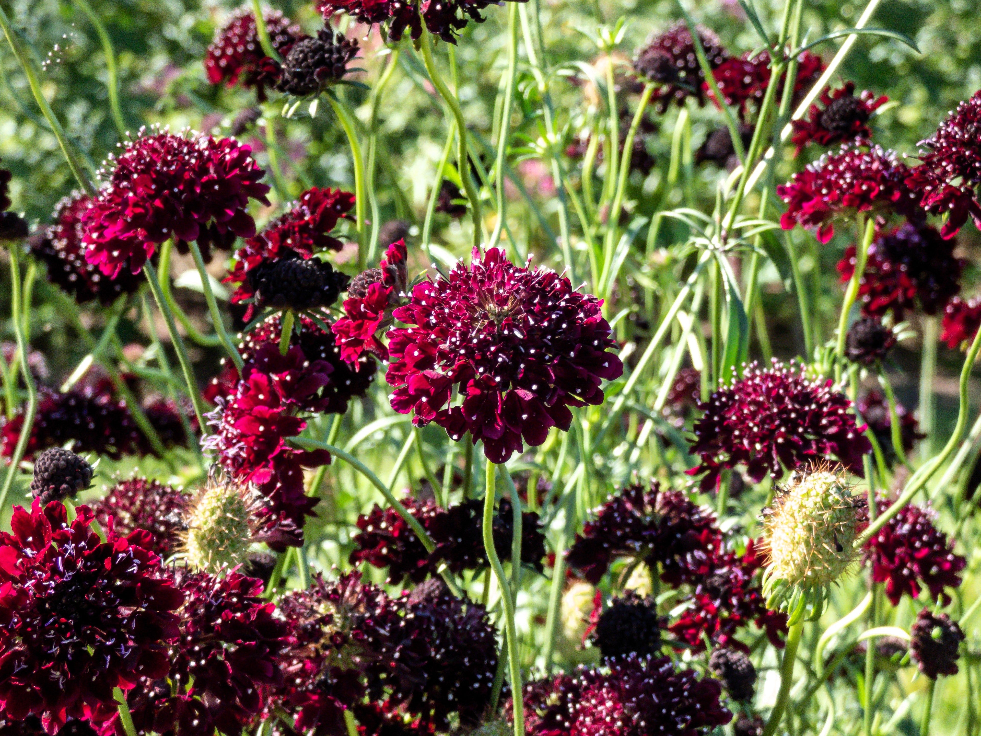 scabiosa flower seeds 50 FINEST MIXED Colors SCABIOSA (Mourning Bride / Pin Cushion) Scabios –  Nate's Garden Supply