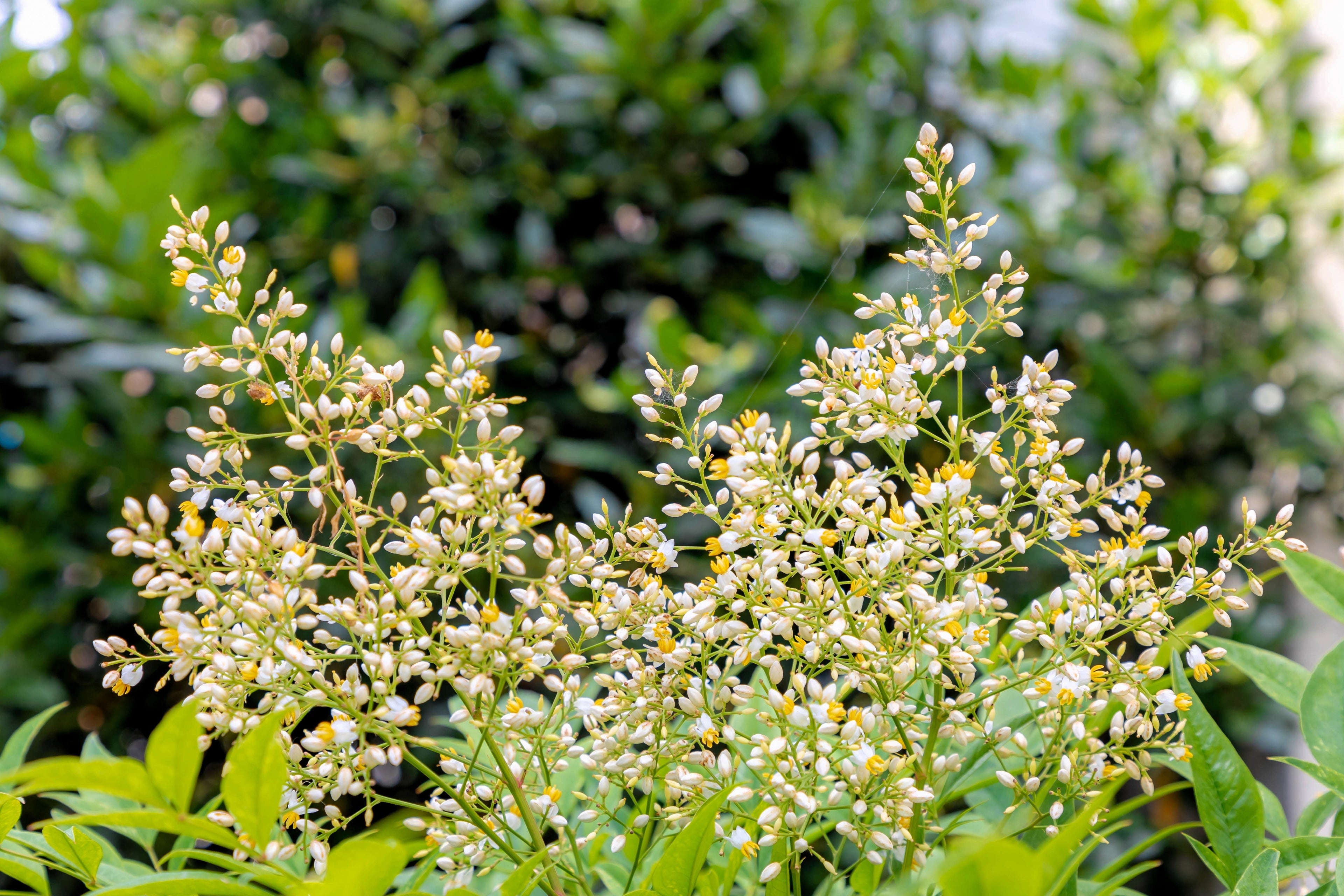 15 DWARF SACRED BAMBOO Heavenly Nandina Domestica Nana Pink Red Sun Shade Shrub Seeds